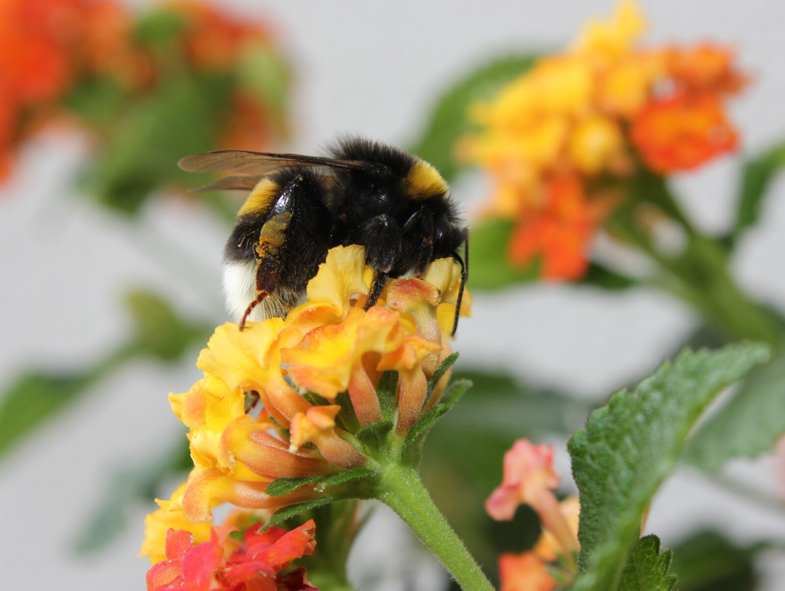 Canon EOS 550D (EOS Rebel T2i / EOS Kiss X4) sample photo. Nature, flower, plant photography