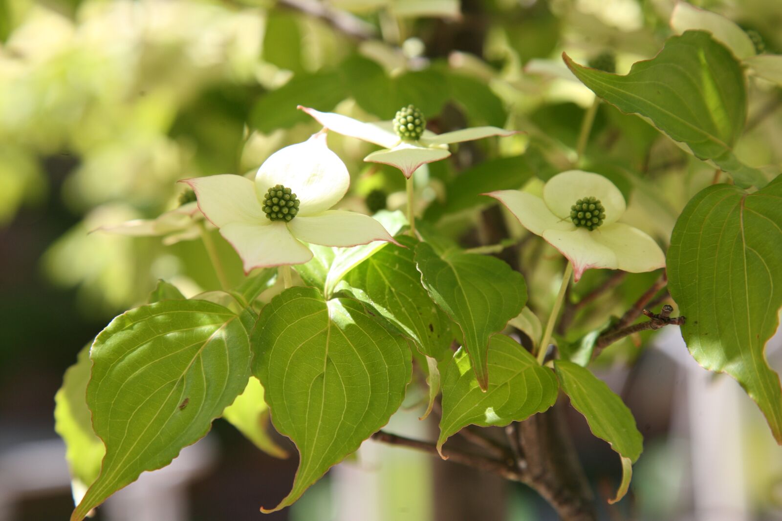 Canon EOS 5D sample photo. Osier, nature, flowers photography