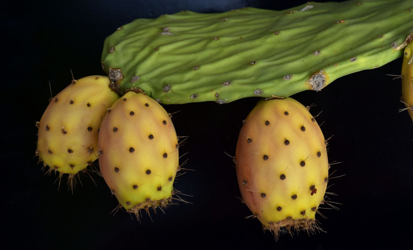 Nikon D3300 sample photo. Cactus, prickly pear, spur photography