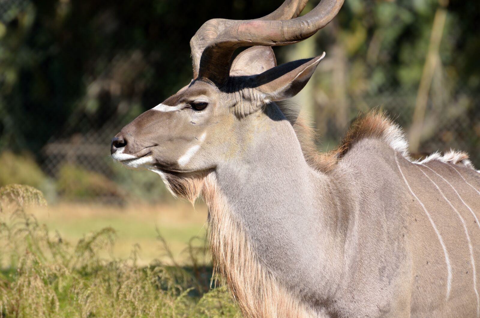 Nikon D7000 sample photo. Great kudu, wildlife, africa photography
