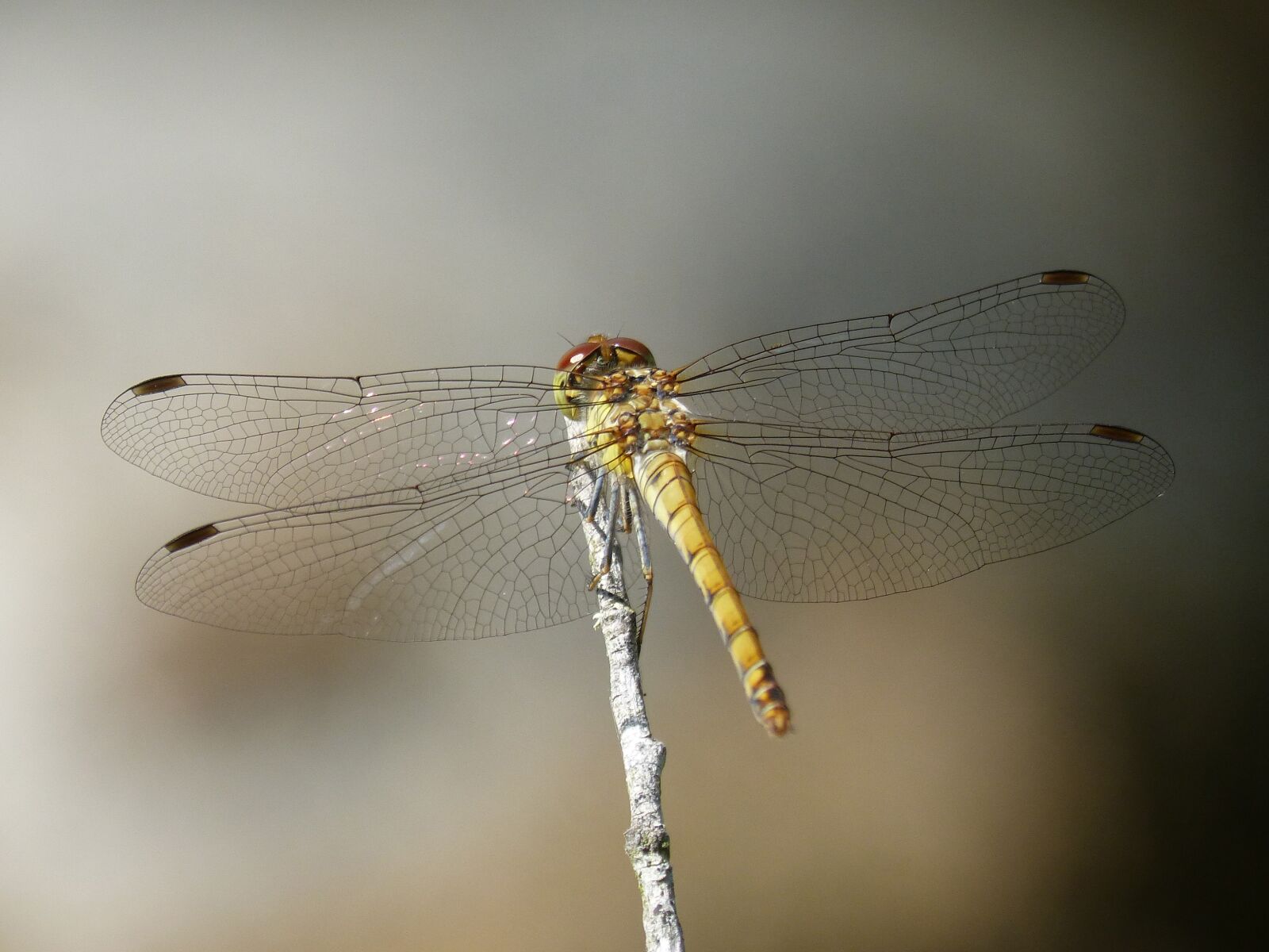Panasonic DMC-FZ62 sample photo. Ib lula, yellow dragonfly photography