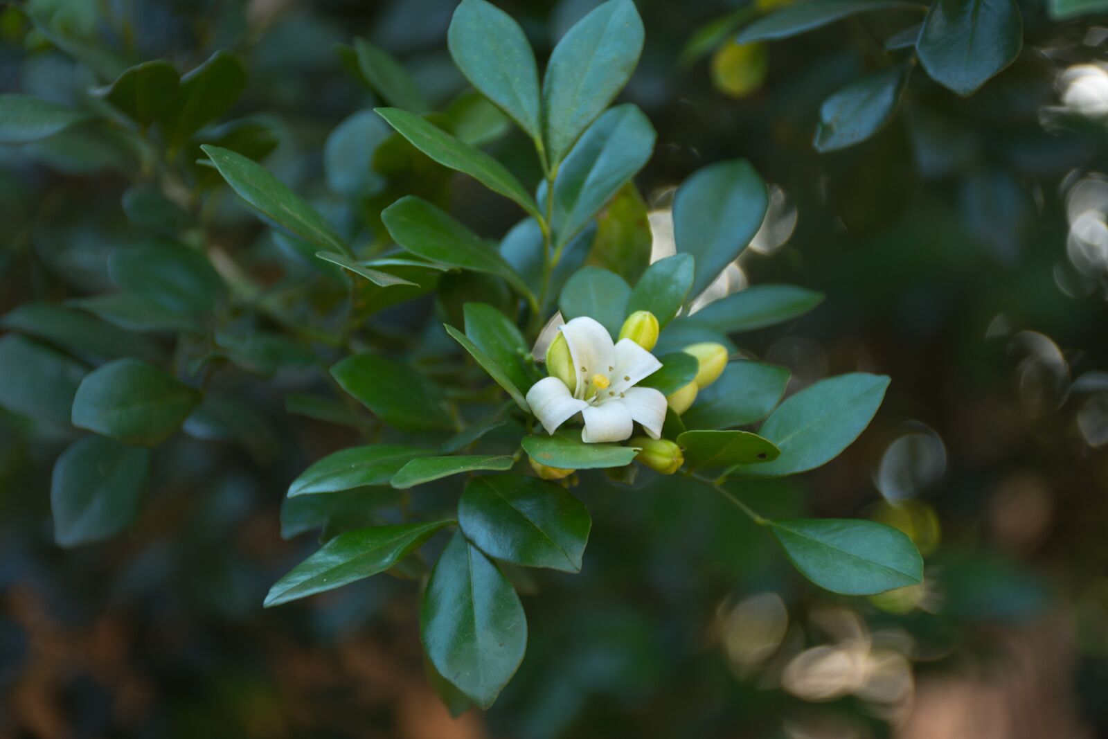 Nikon D7200 sample photo. Leaf, nature, plant photography