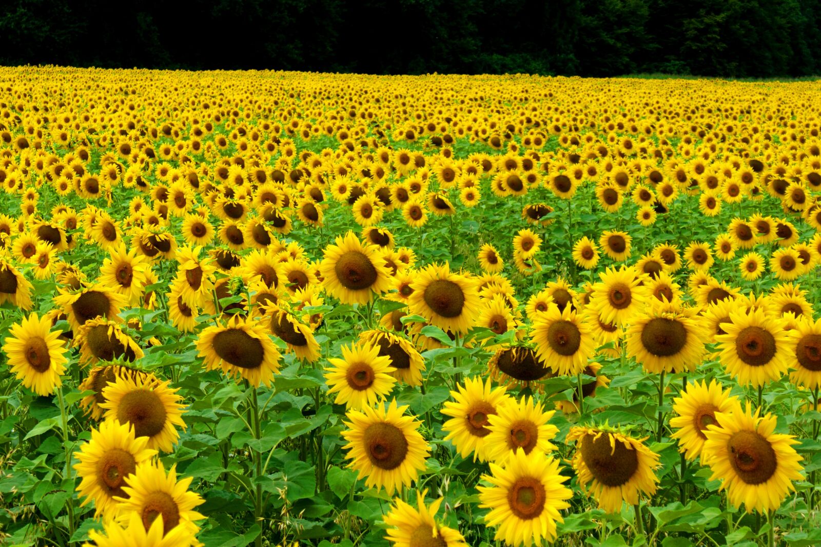 Sony Alpha DSLR-A350 sample photo. Sunflower field, yellow, summer photography