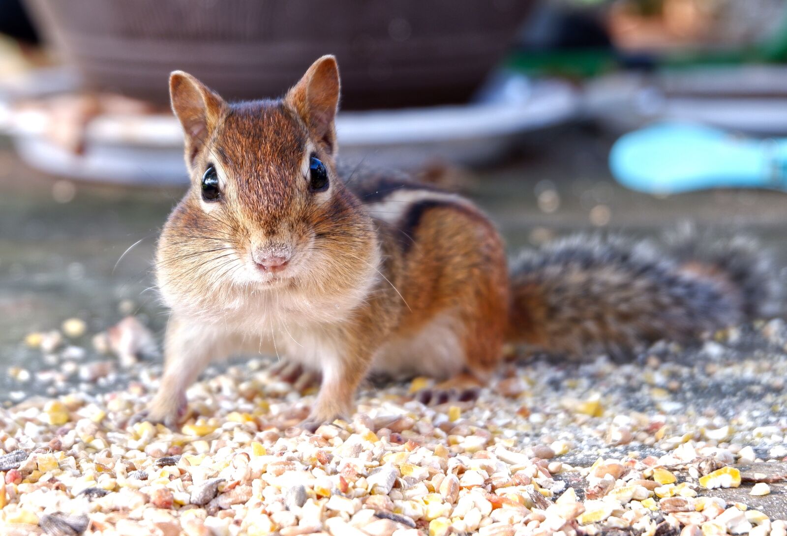 Fujifilm X-A3 sample photo. Chipmunk striped, squirrel, rodent photography