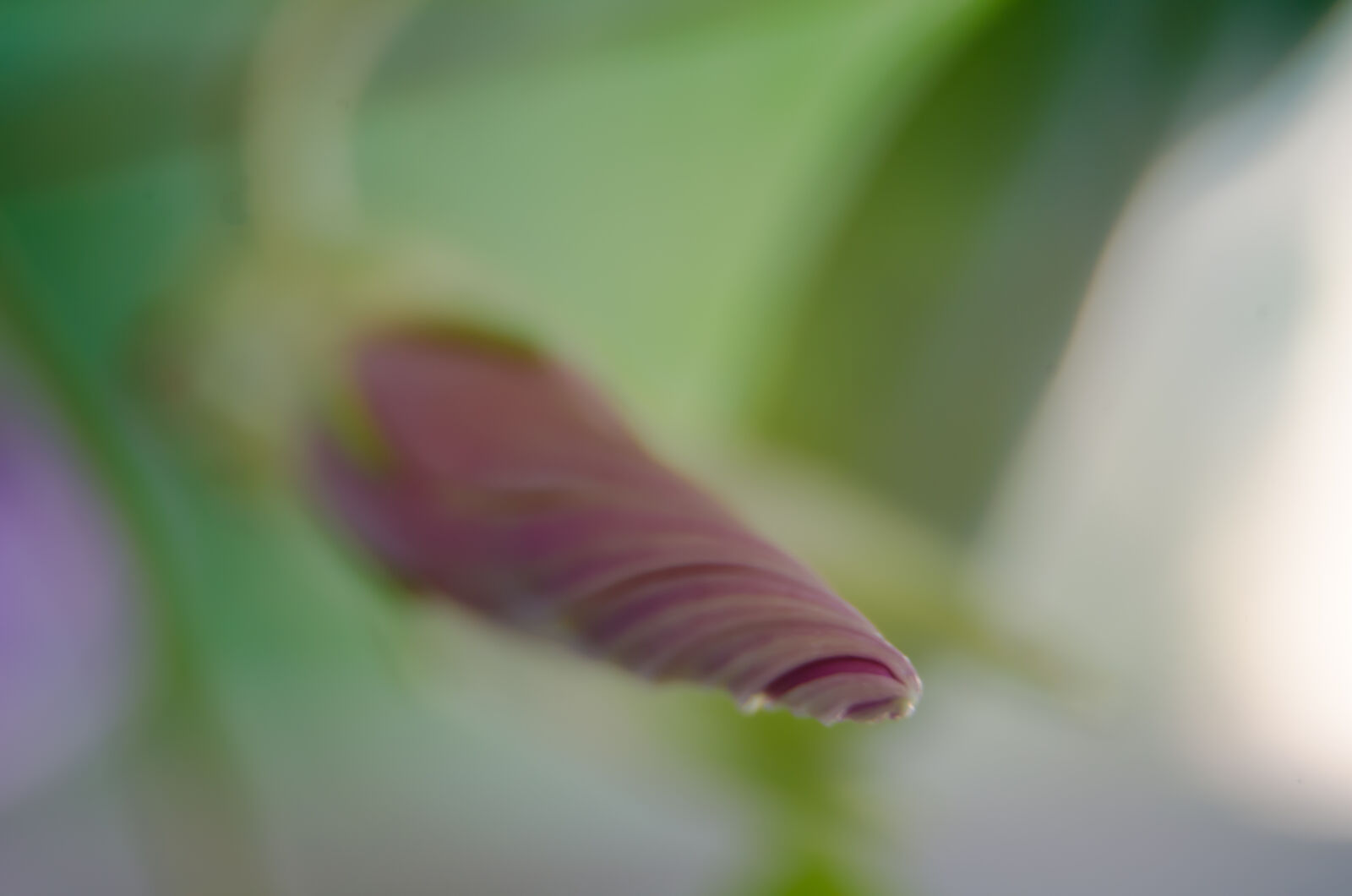 Nikon D5100 sample photo