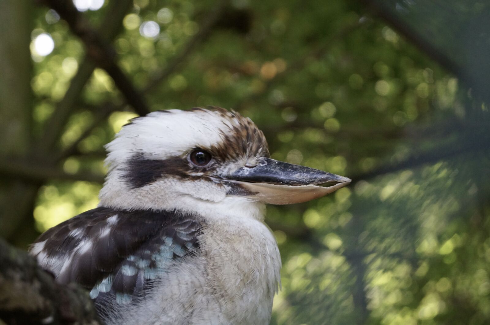 Sony SLT-A37 + Sony DT 18-55mm F3.5-5.6 SAM sample photo. Lachender hans, bird, zoo photography