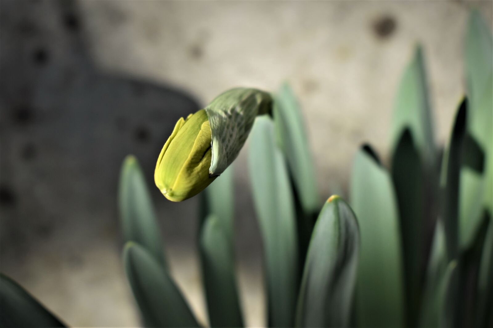 Nikon D5500 sample photo. Osterglocken, flowers, plant photography