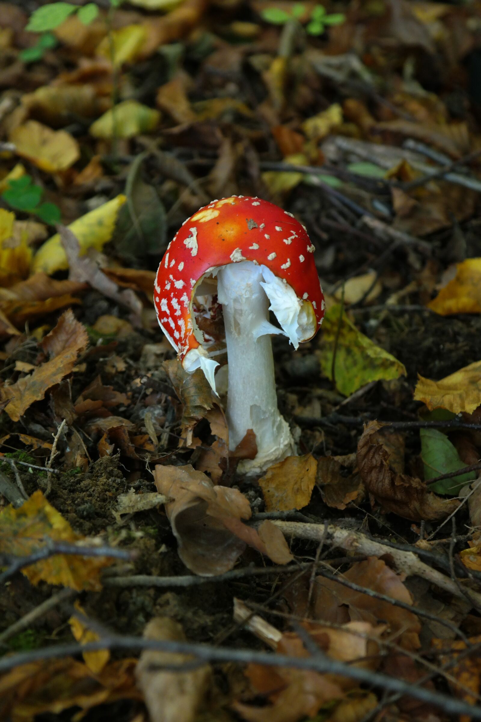 Samsung NX300 sample photo. Fly agaric, mushroom, toxic photography