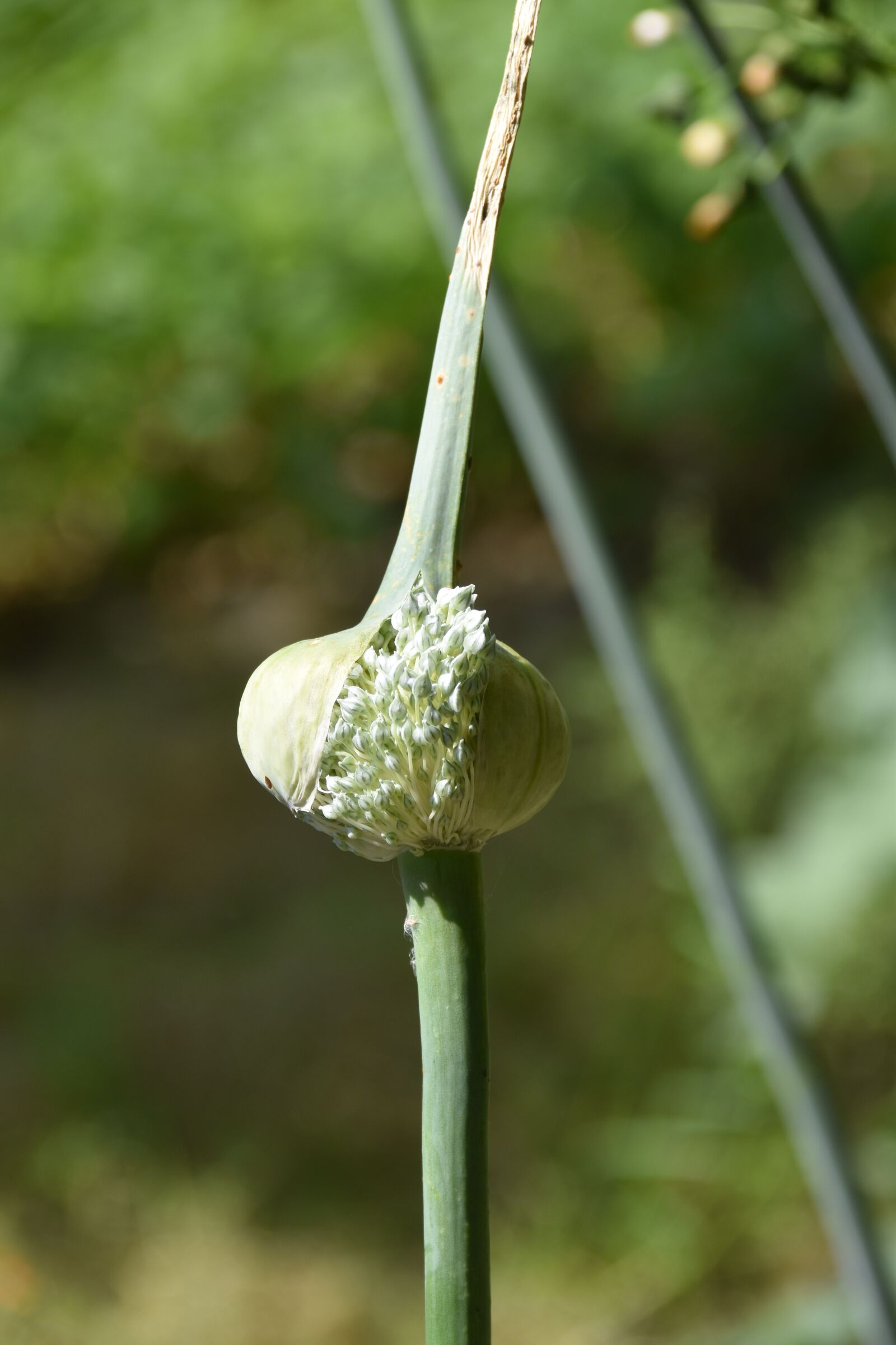 Nikon D5600 sample photo. Flower of leek, seeds photography
