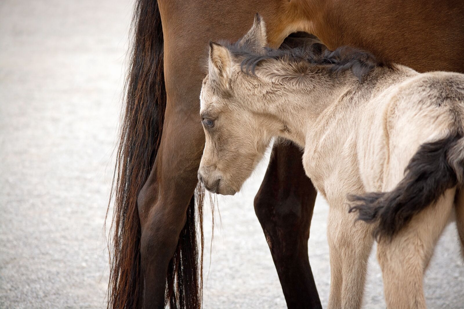 Nikon D7100 sample photo. Foal, newborn, mare photography