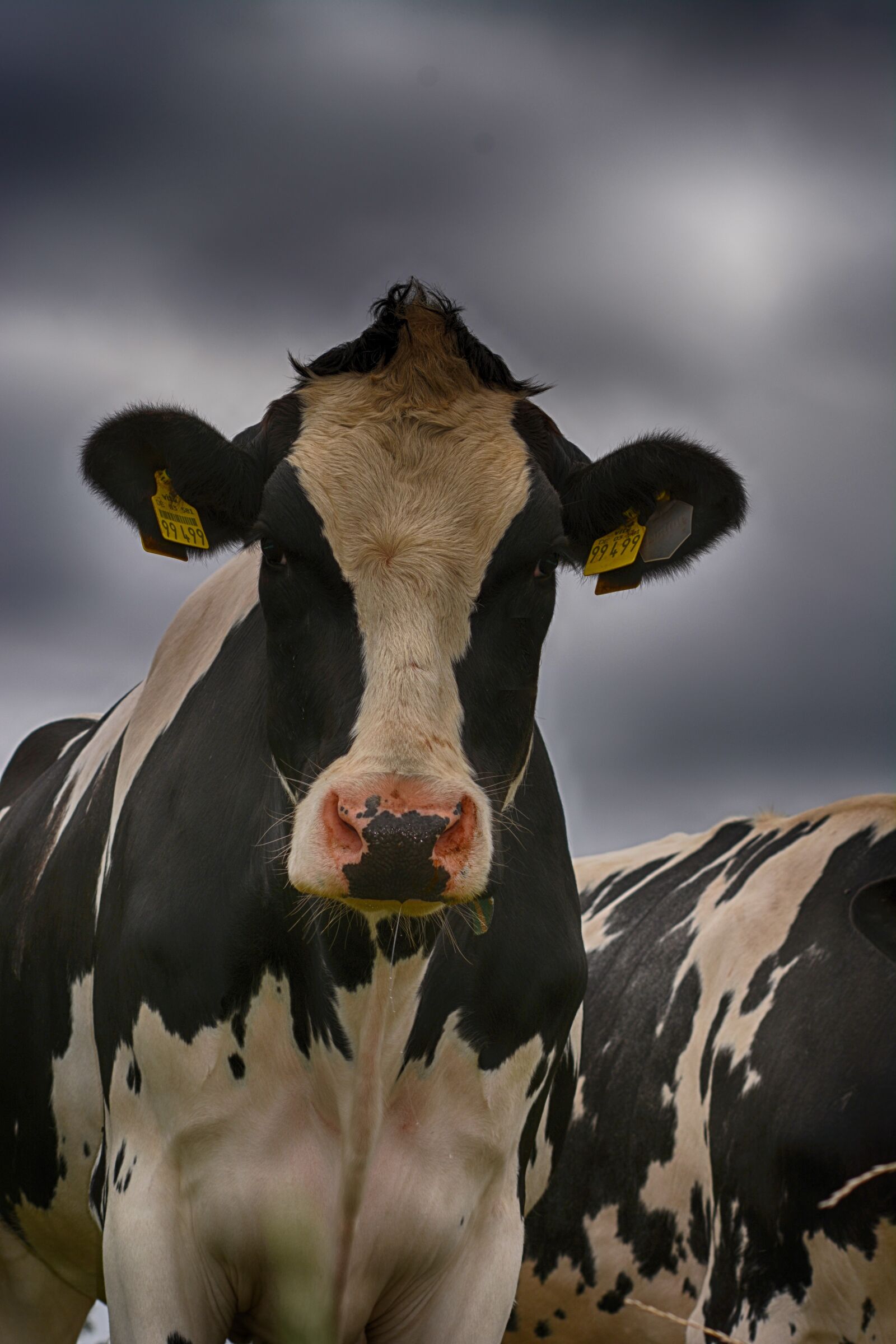 Nikon D5200 sample photo. Cow, close up, portrait photography