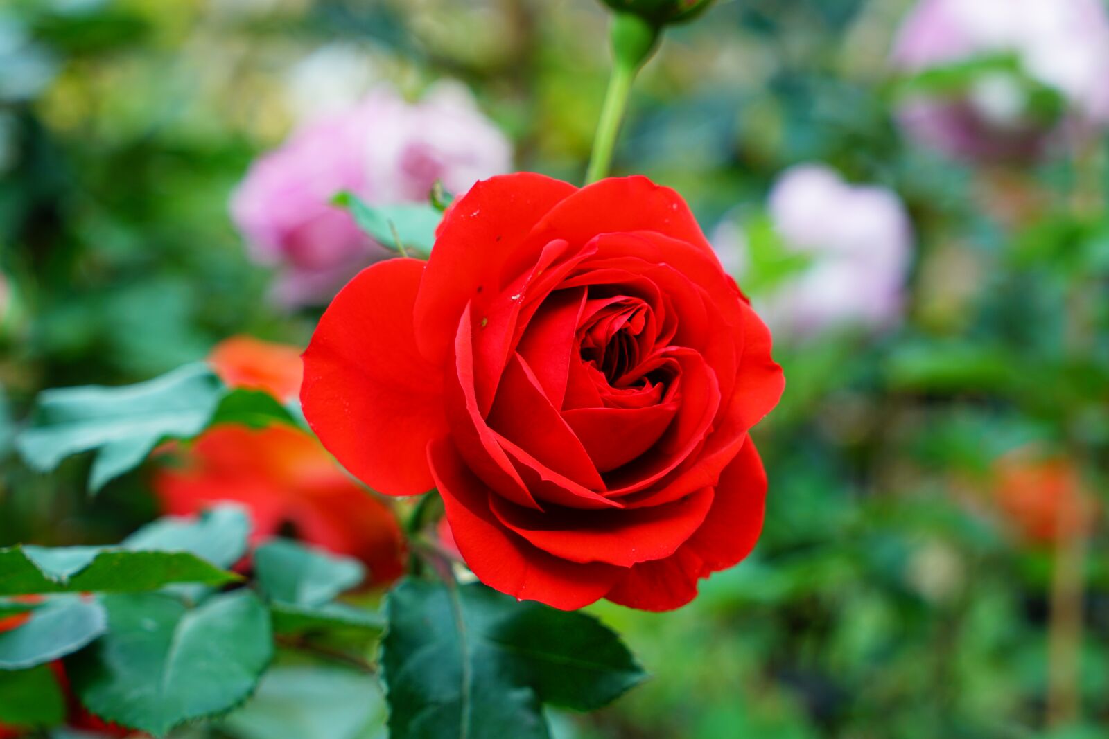 Sony a7R II + Sony Vario Tessar T* FE 24-70mm F4 ZA OSS sample photo. Roses, blossom, bloom photography