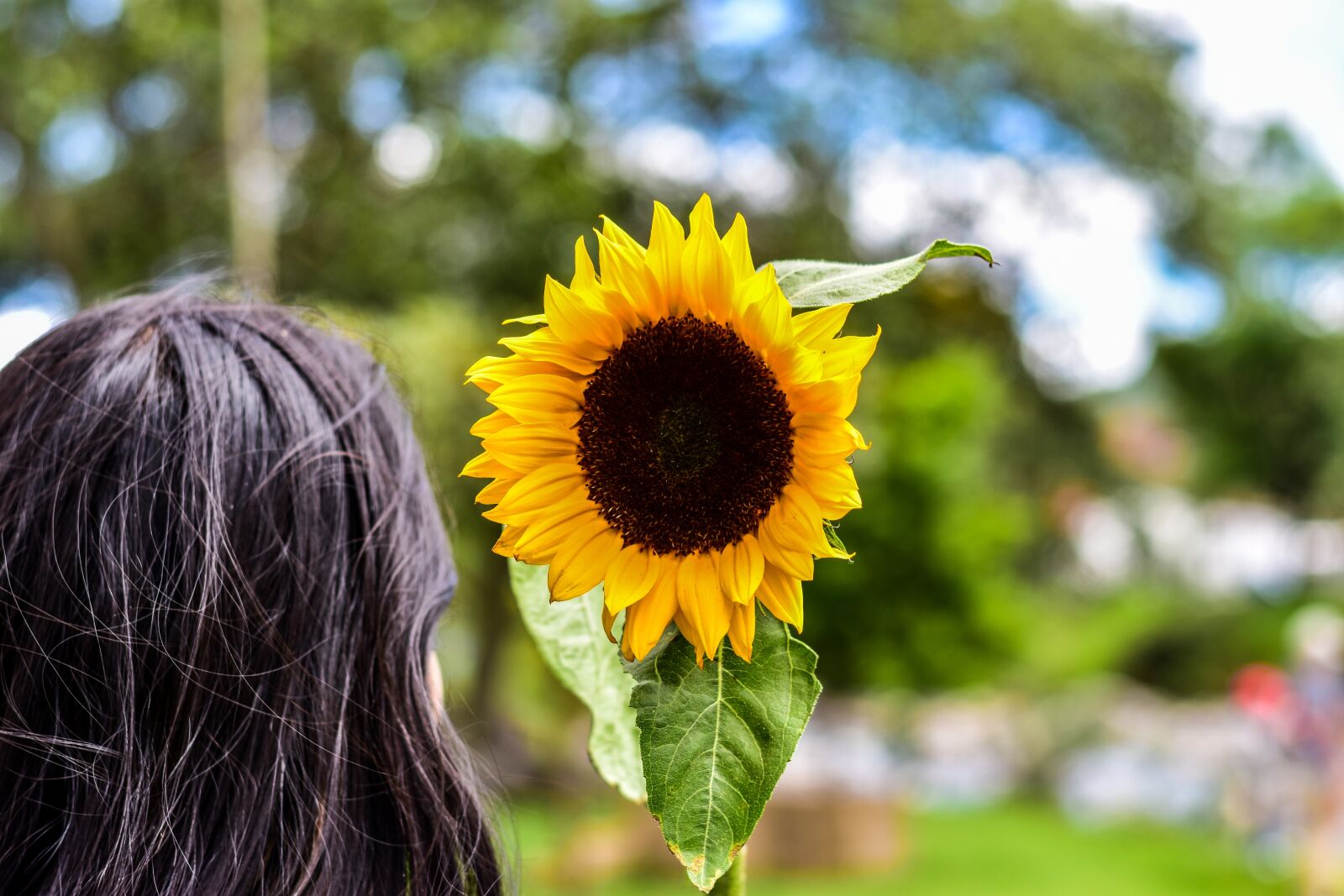 Nikon D3400 sample photo. Sunflower, plain, landscape photography