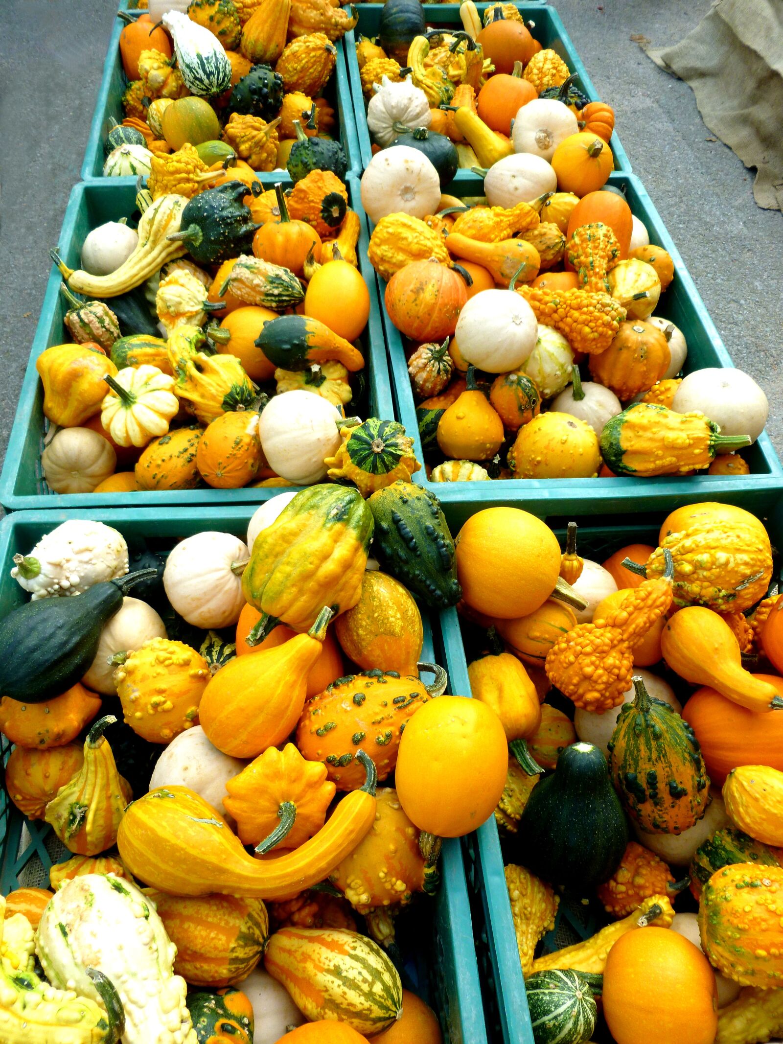 Panasonic DMC-FS37 sample photo. Pumpkins, cucurbitaceae, plant photography