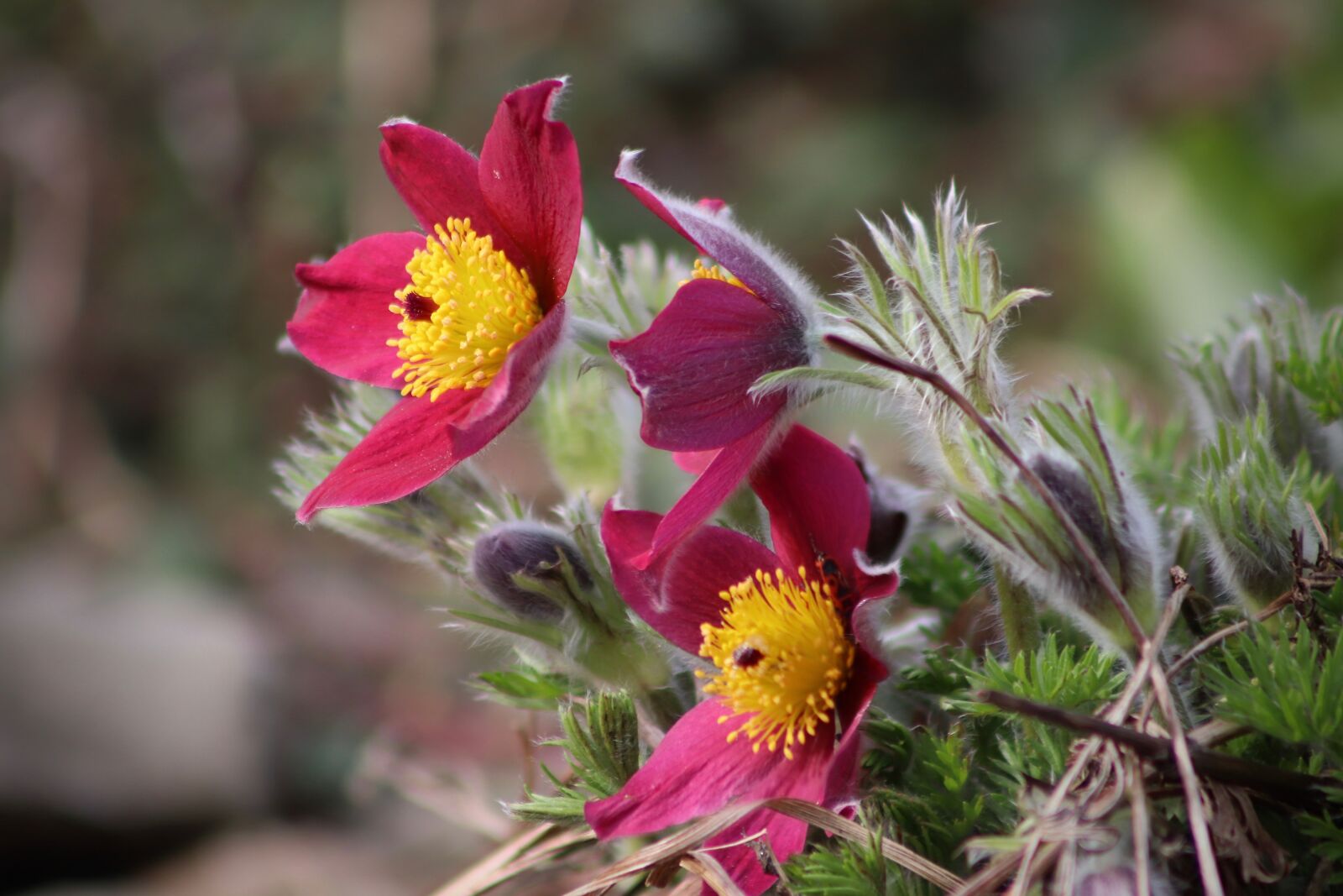 Canon EOS 800D (EOS Rebel T7i / EOS Kiss X9i) sample photo. Pasqueflower, pasque flower, flowers photography