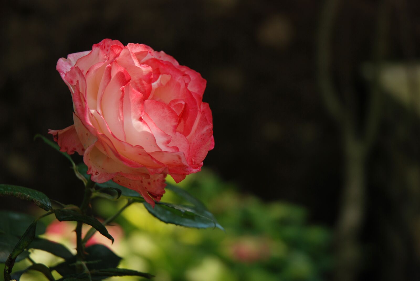 Nikon D80 sample photo. Flower, nature, rose photography