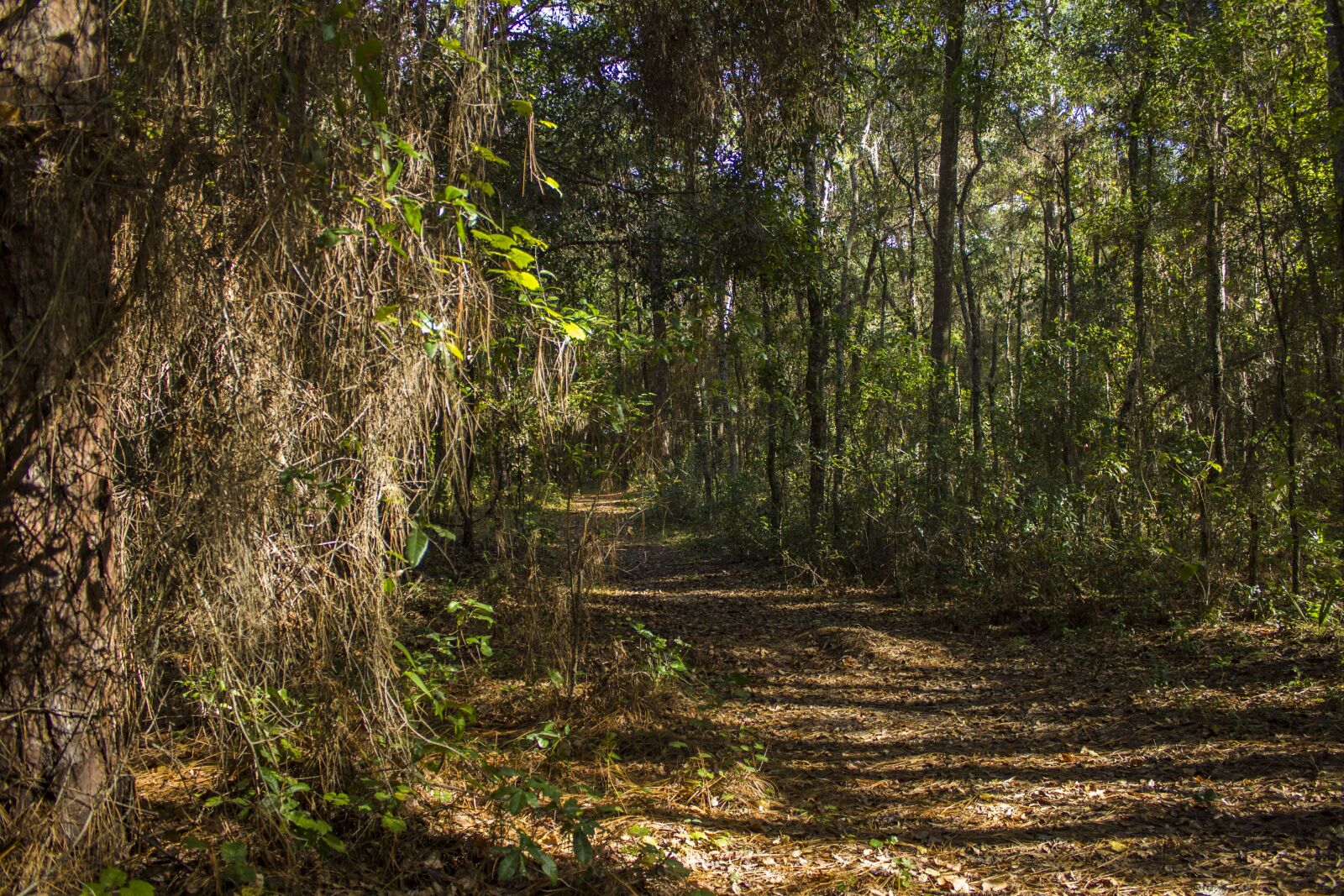 Canon EOS 600D (Rebel EOS T3i / EOS Kiss X5) sample photo. Forest, trees, nature photography