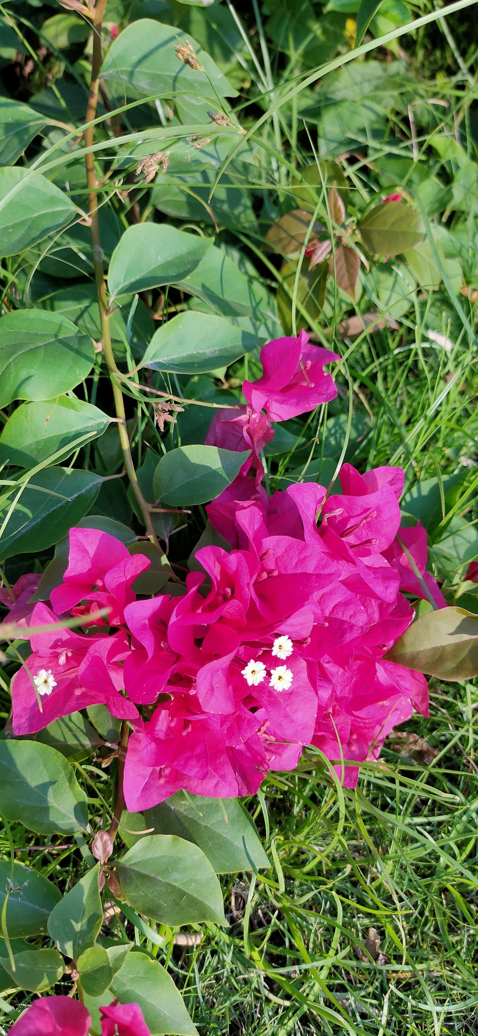 Realme XT sample photo. By, rahul, mukesh photography