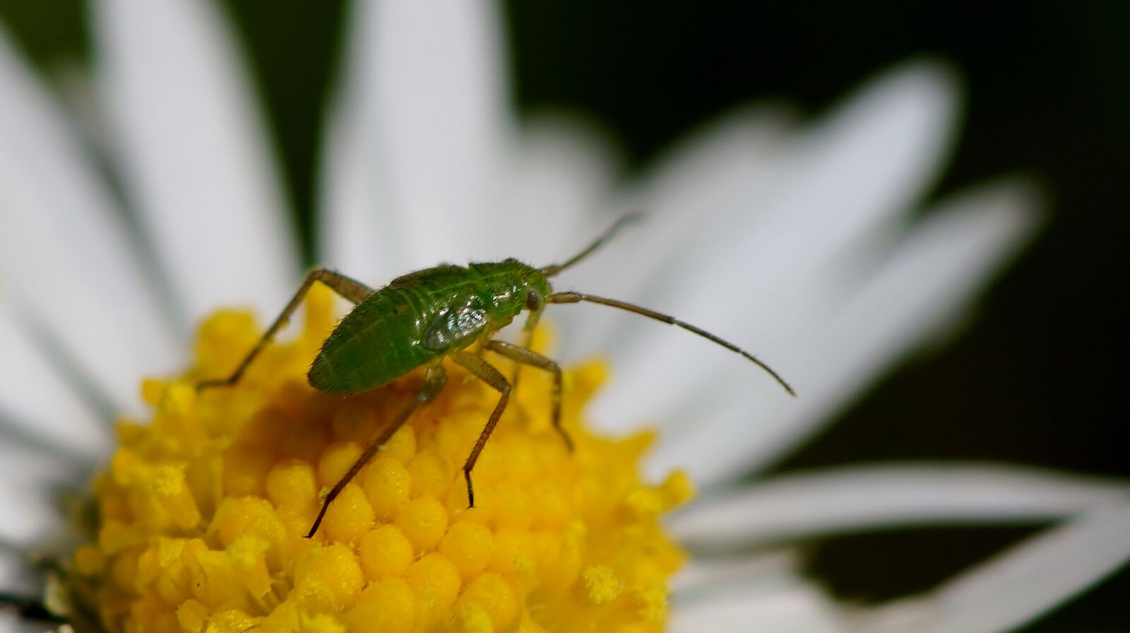 Sony SLT-A77 sample photo. Nature, insect, invertebrate photography