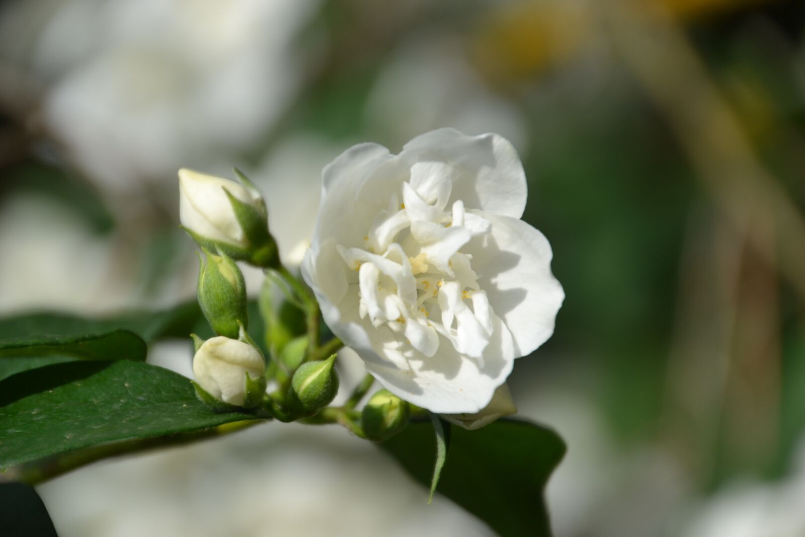 Nikon D3100 sample photo. Jasmin, flower, flowers photography