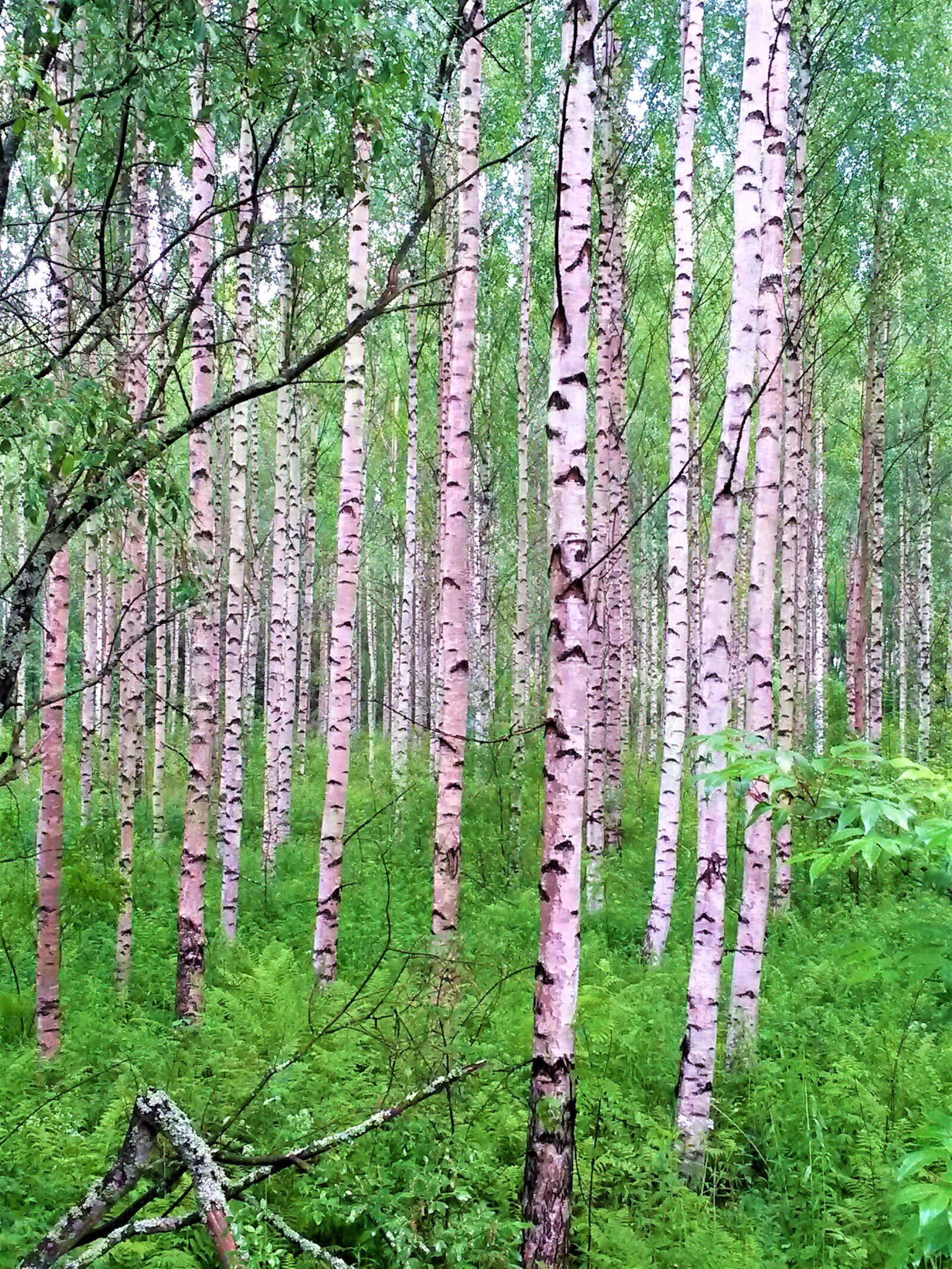 Samsung Galaxy S4 Mini sample photo. Birch, birch trees, wood photography