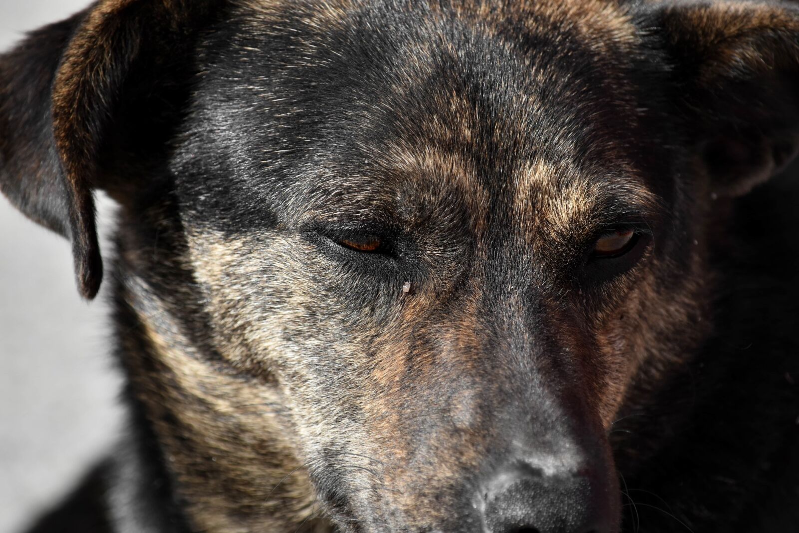 Nikon D5500 sample photo. Eyelashes, eyes, hunting dog photography