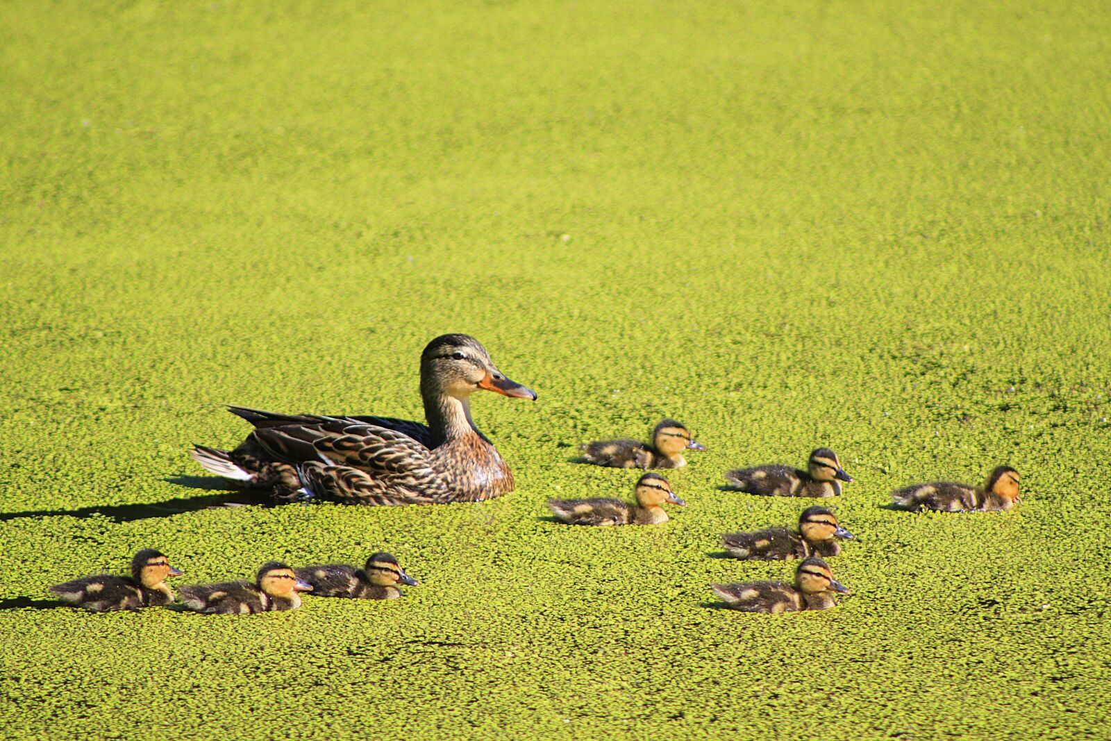 Canon EOS 500D (EOS Rebel T1i / EOS Kiss X3) sample photo. Duck, ducklings, mom photography
