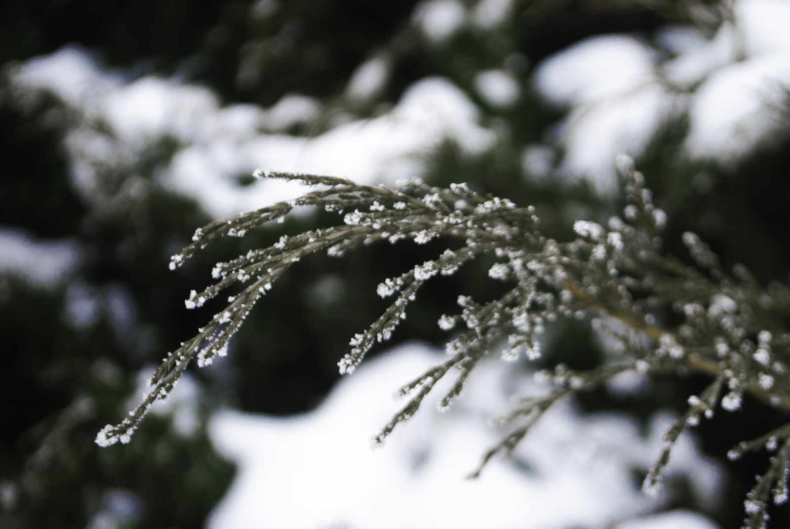 Nikon D3000 sample photo. Parallel, cold, frost, junipers photography