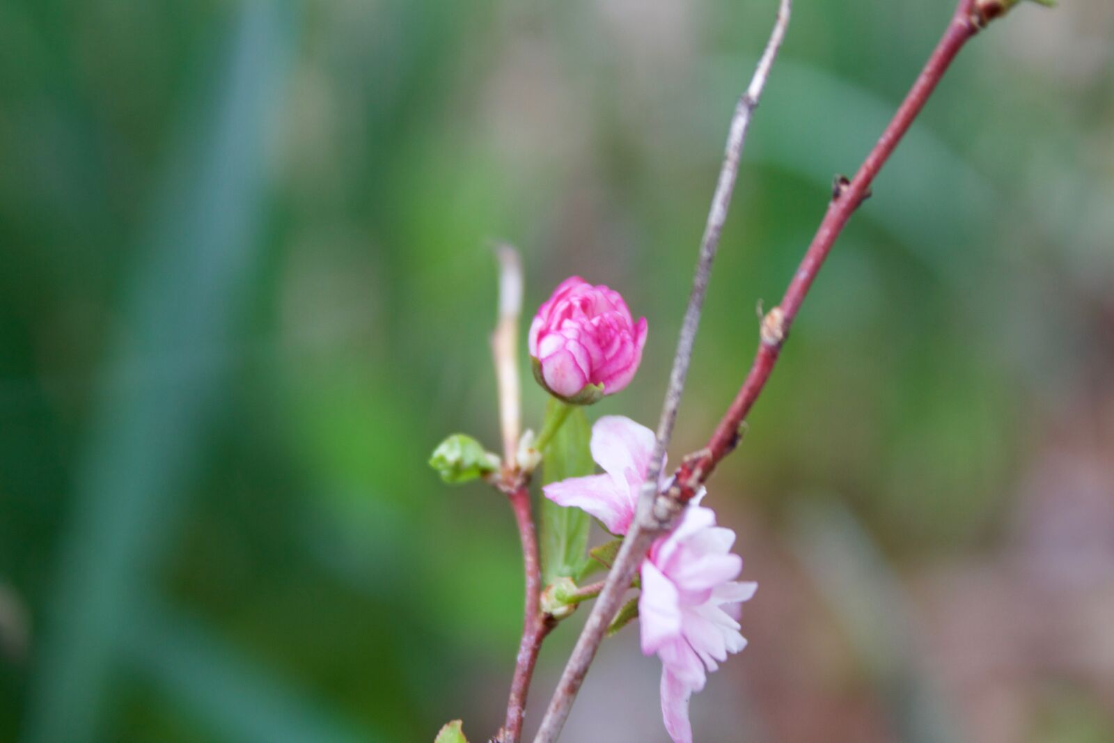 Canon EOS 1200D (EOS Rebel T5 / EOS Kiss X70 / EOS Hi) sample photo. Tiny flower, flower, pink photography