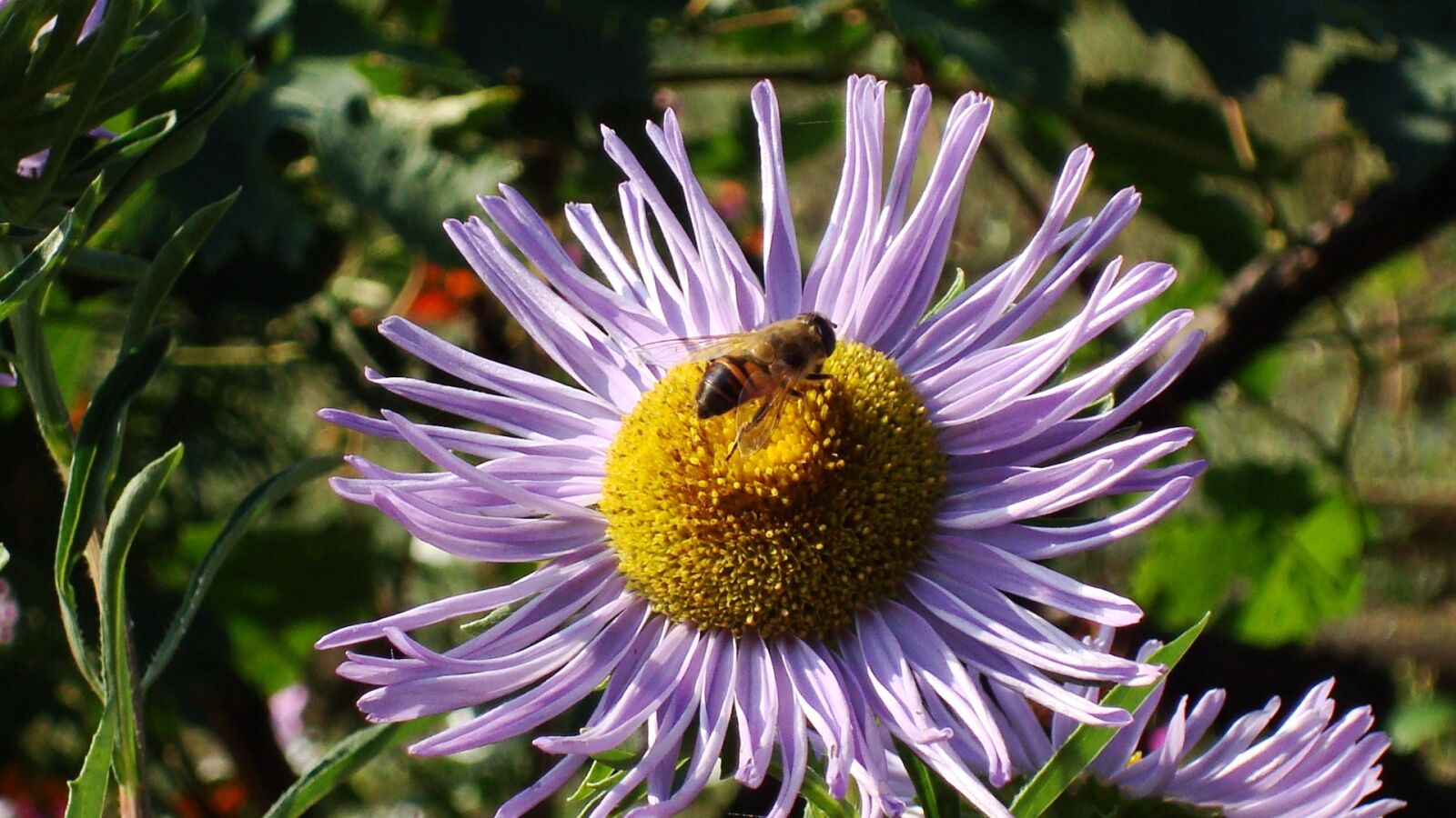 Sony DSC-W80 sample photo. Bee, bjola, flower bed photography