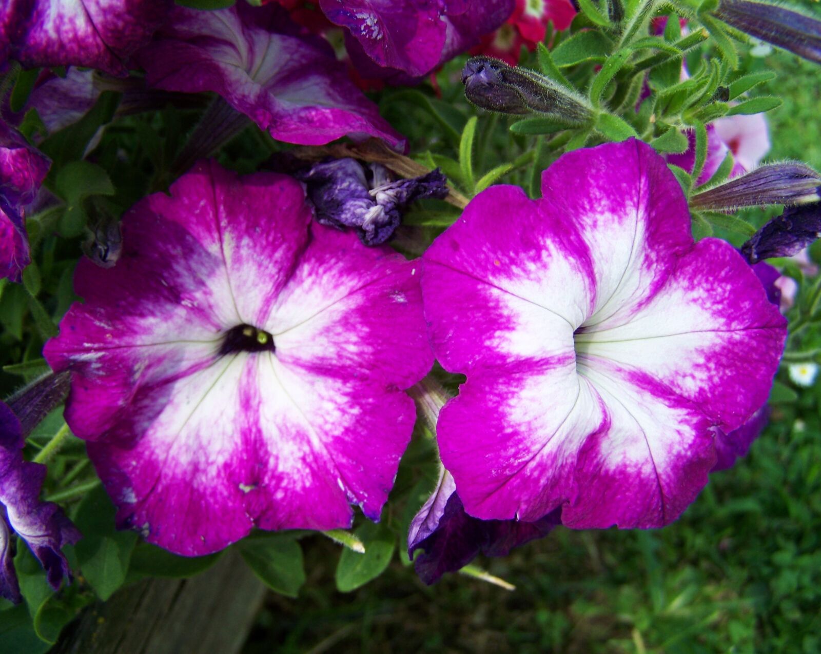 Kodak EASYSHARE ZD710 ZOOM DIGITAL CAMERA sample photo. Petunia, purple and white photography