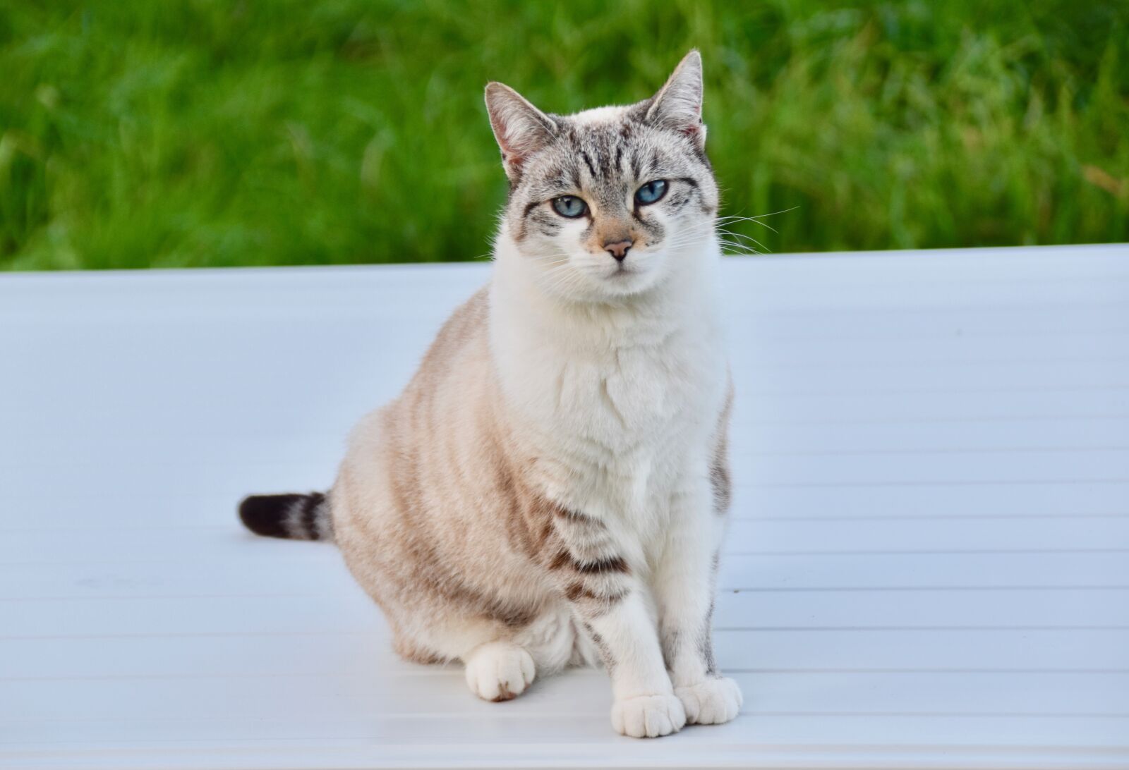 Nikon D5600 sample photo. Cat, alley cat, cat photography