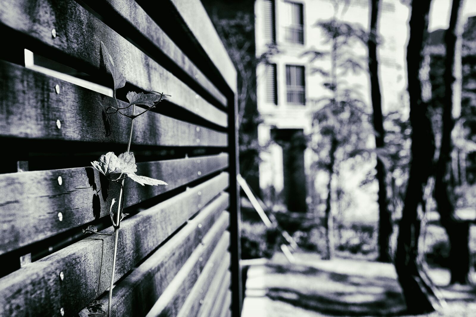 Canon EOS 700D (EOS Rebel T5i / EOS Kiss X7i) sample photo. The leaves, black and photography