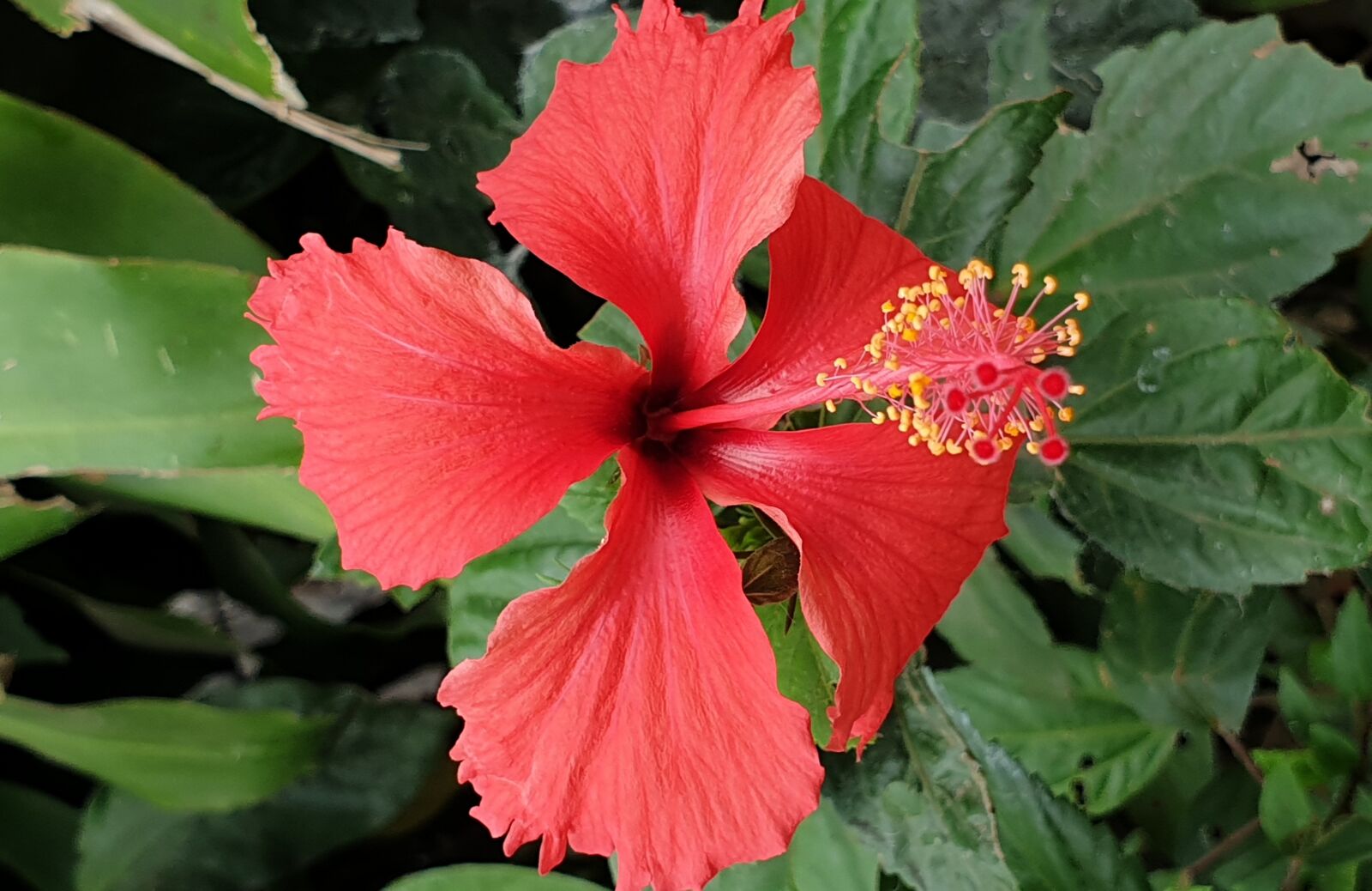 Samsung Galaxy Note9 sample photo. Red, flower, hibiscus photography