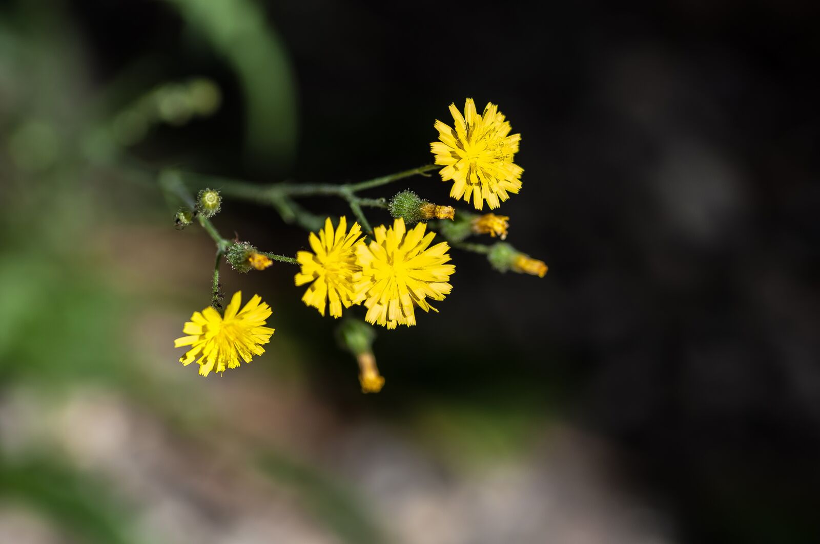 Nikon D5000 sample photo. Flower, nature, plant photography