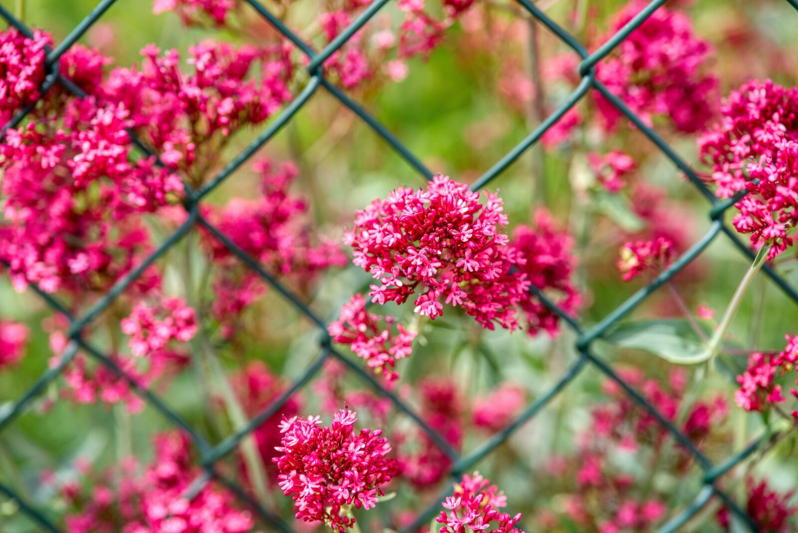 Nikon D750 sample photo. Red spur flower, centranthus photography