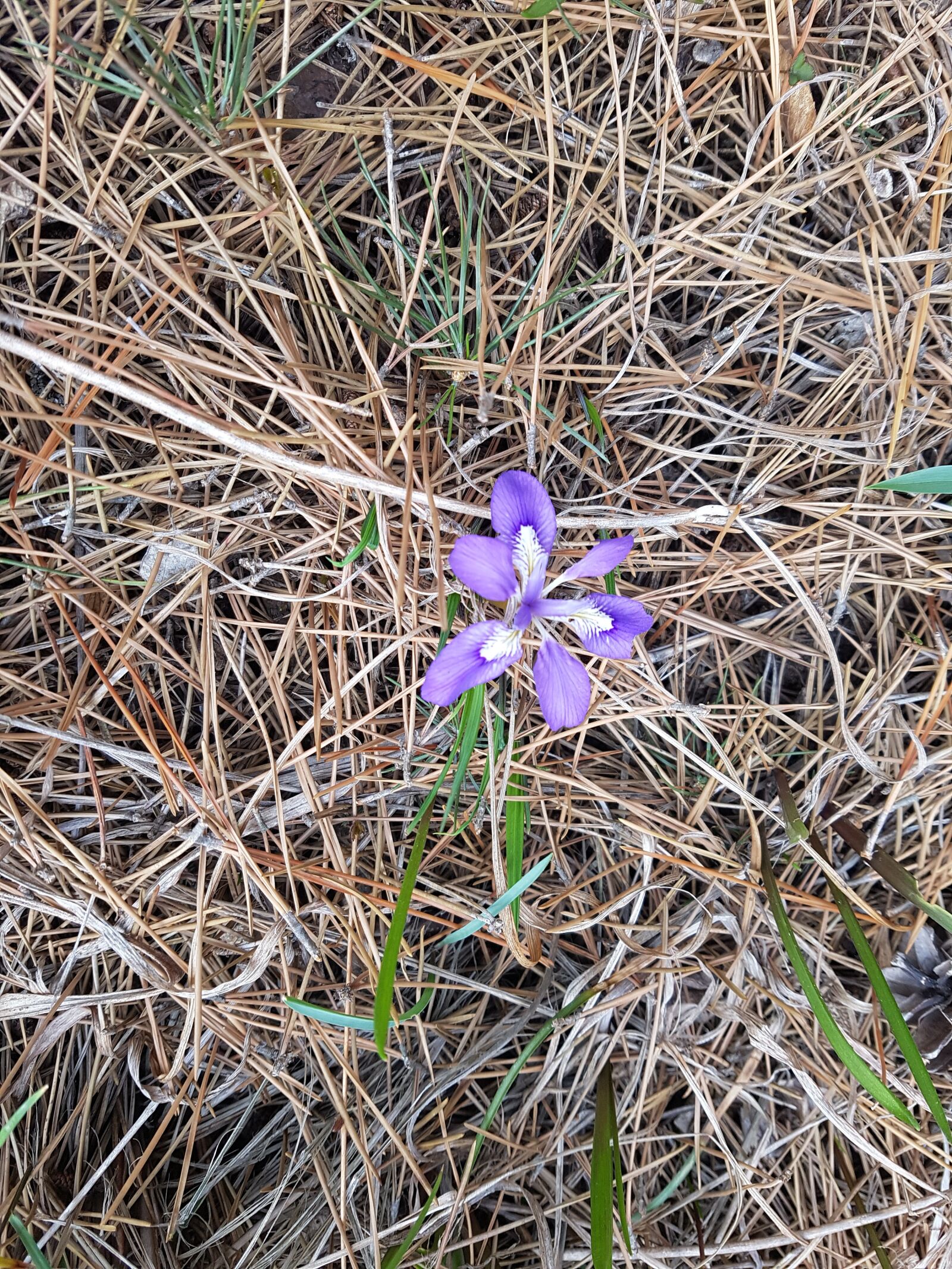 Samsung Galaxy S7 sample photo. Flowers, wild, nature photography