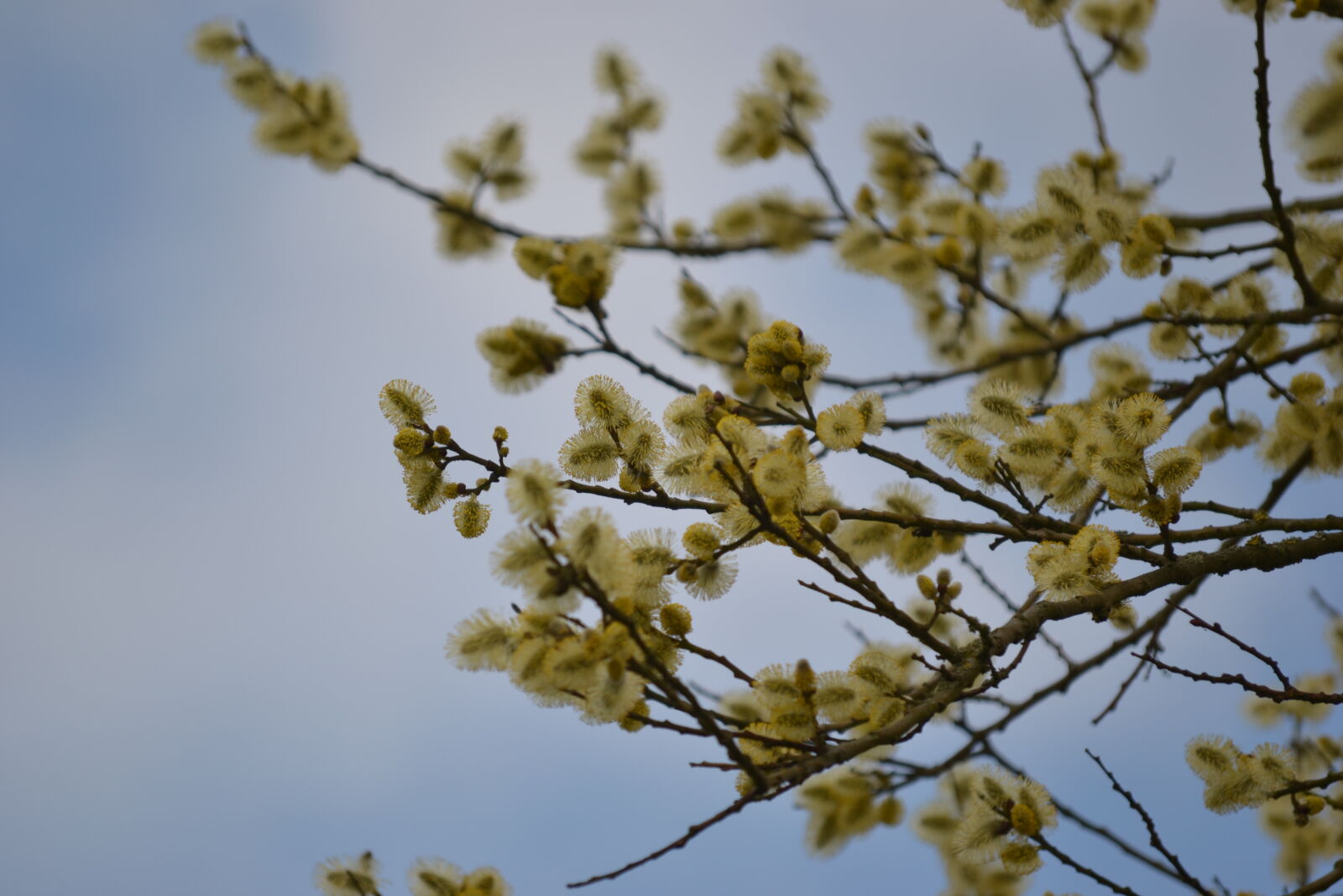 Nikon D3100 sample photo. Kitten, tree, tree, top photography