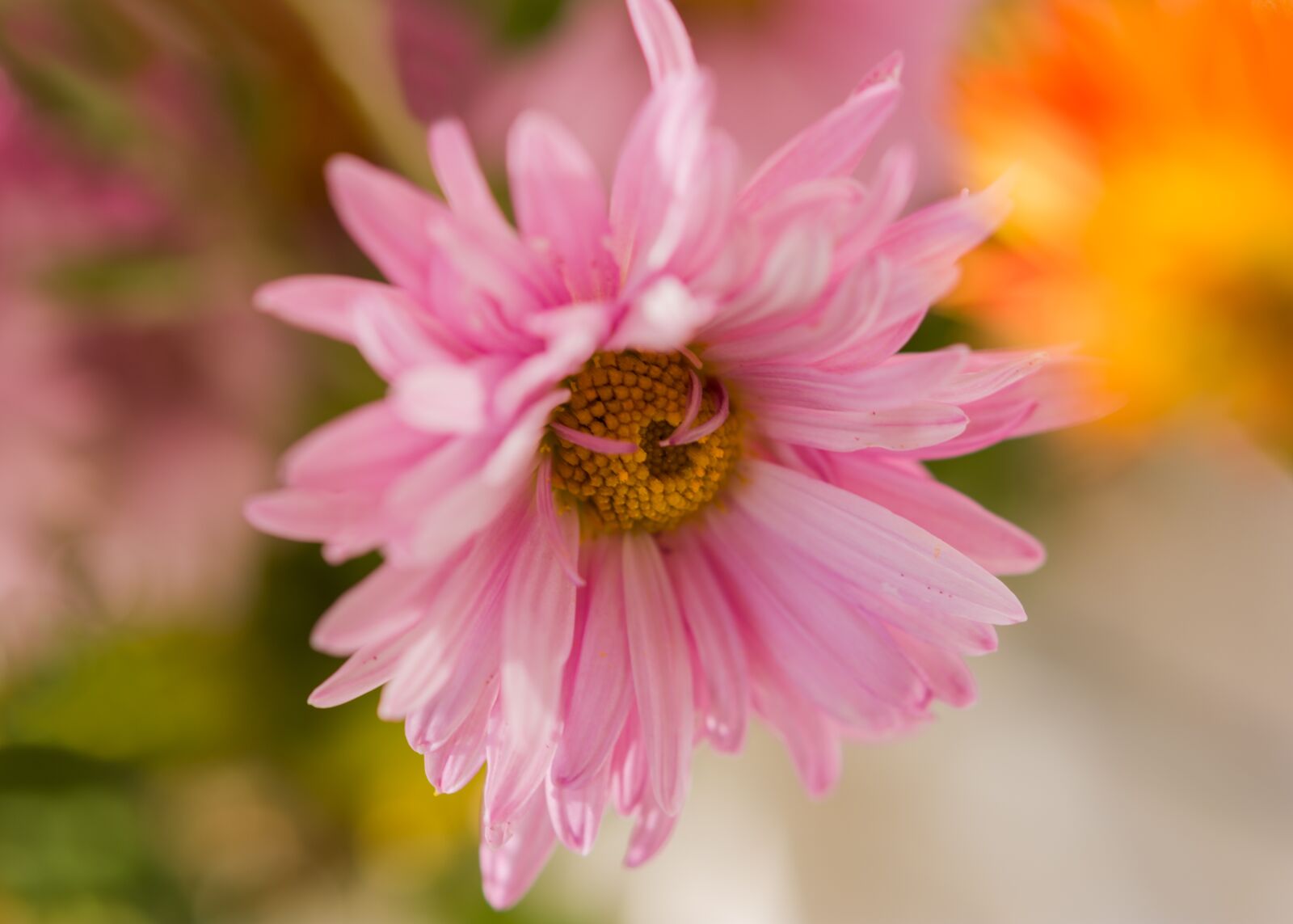 Nikon D7200 sample photo. Chrysanthemum, autumn flowers, pink photography