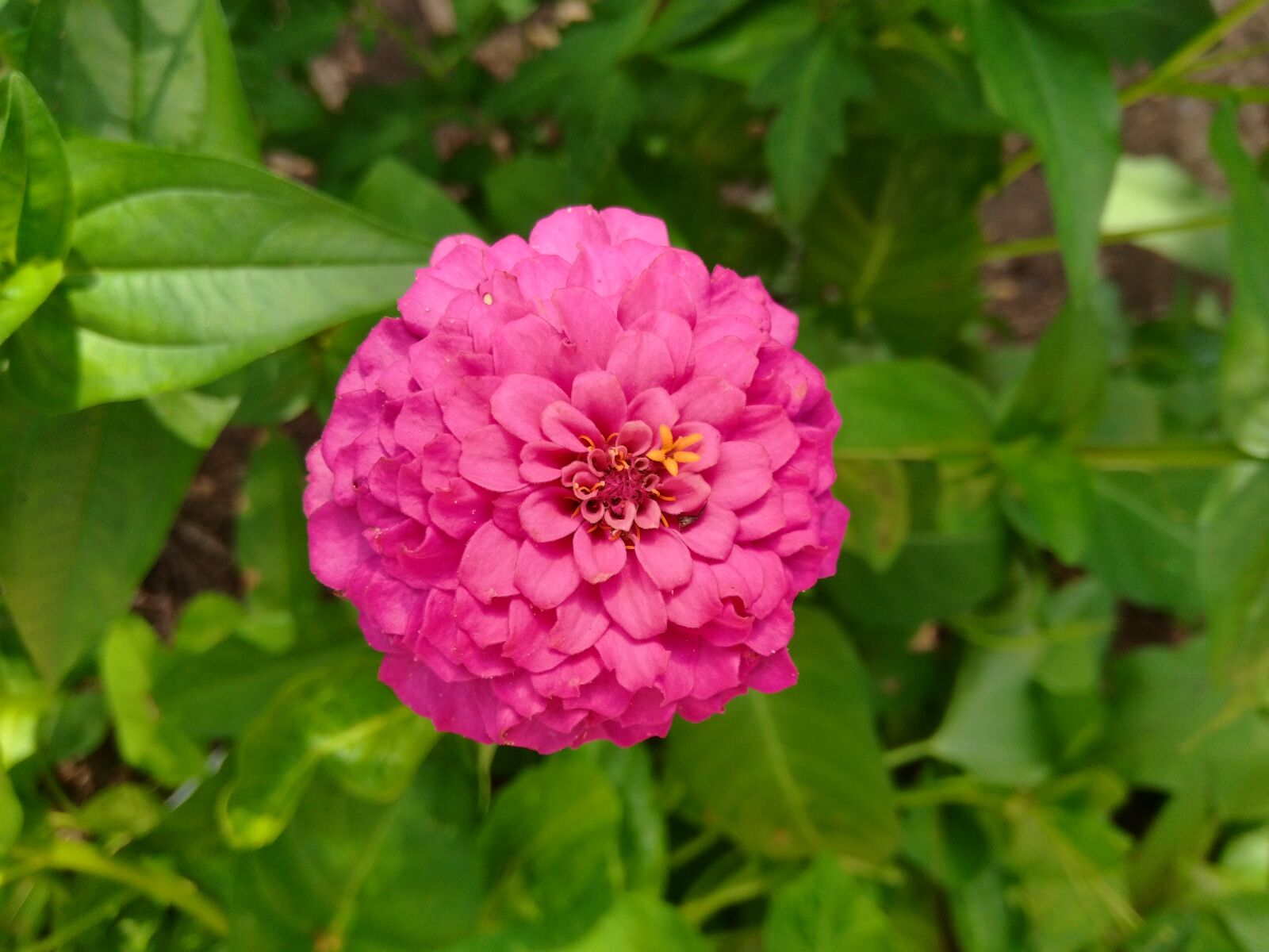 JK KODAK PIXPRO C1 sample photo