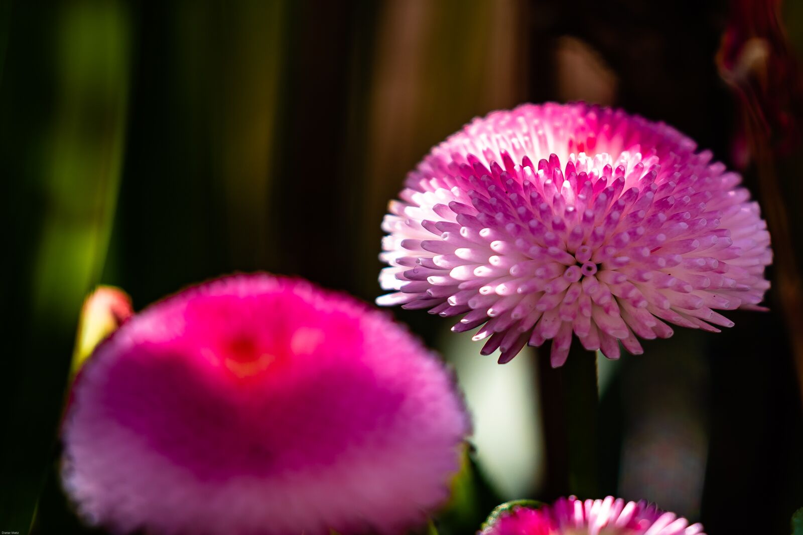 Canon EOS 7D Mark II sample photo. Bellis, daisy, flower photography
