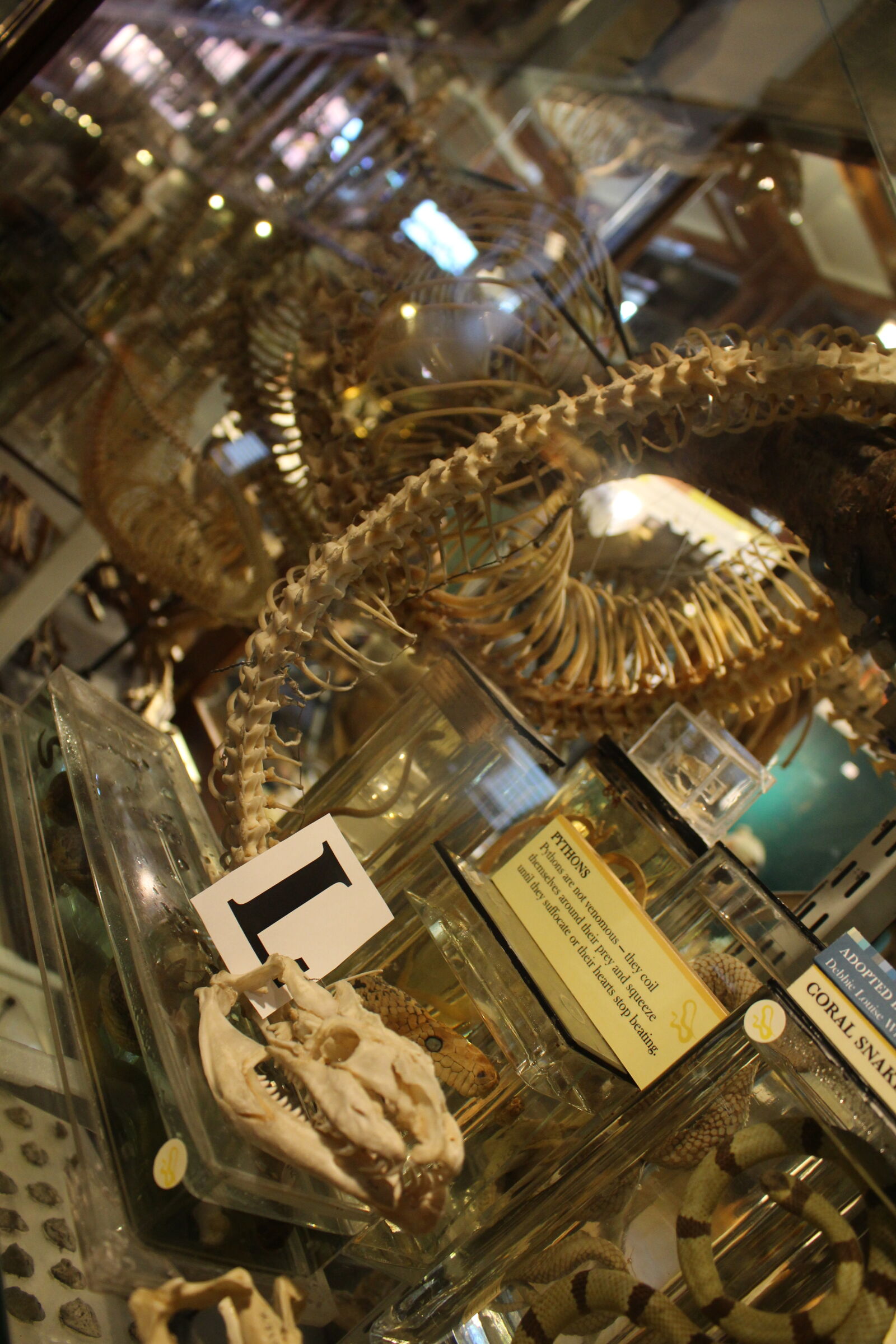 Canon EOS 100D (EOS Rebel SL1 / EOS Kiss X7) sample photo. Display, mones, museum, python photography