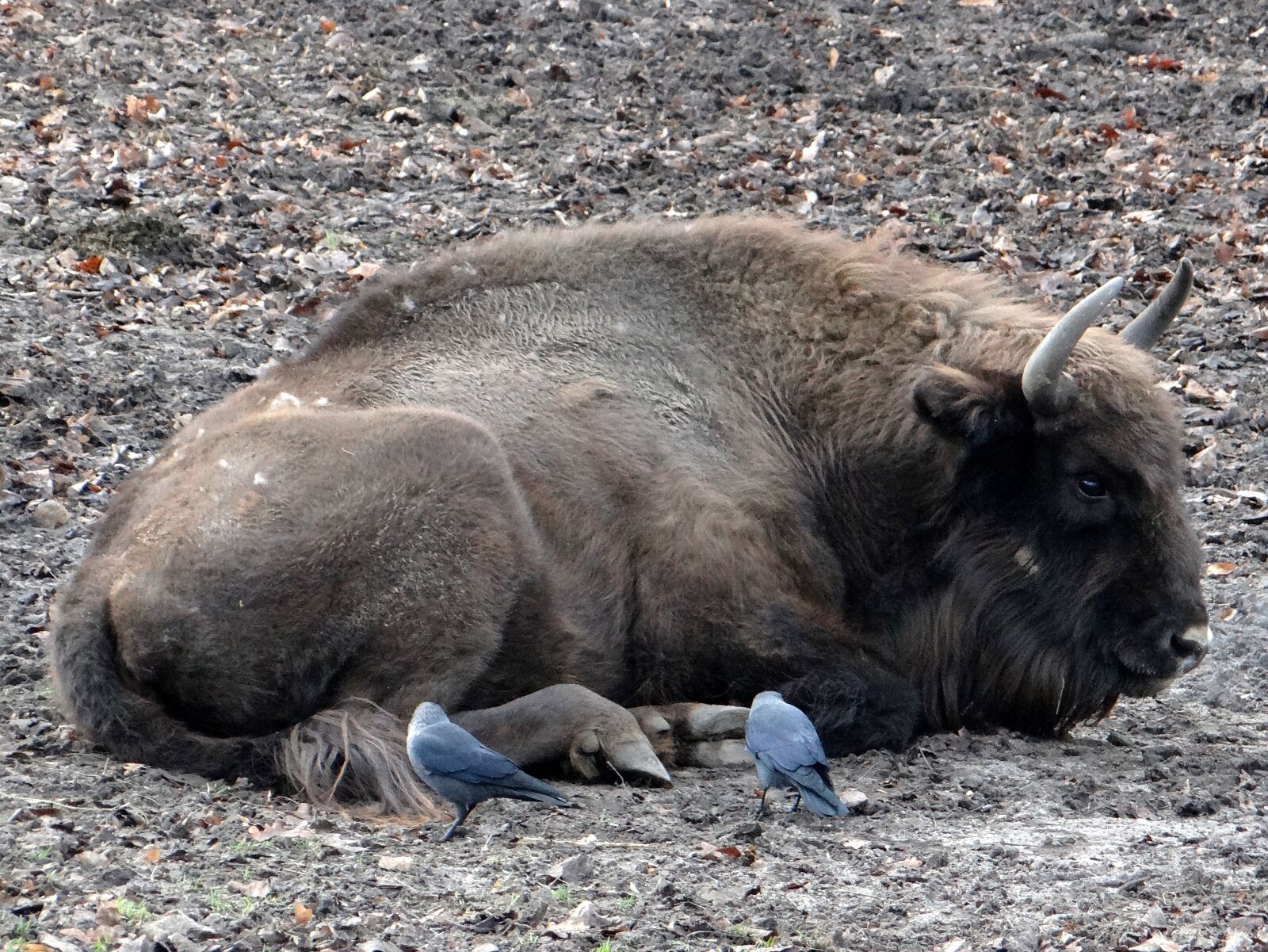 Sony DSC-HX200V sample photo. Bison, łożyskowiec, bullish photography