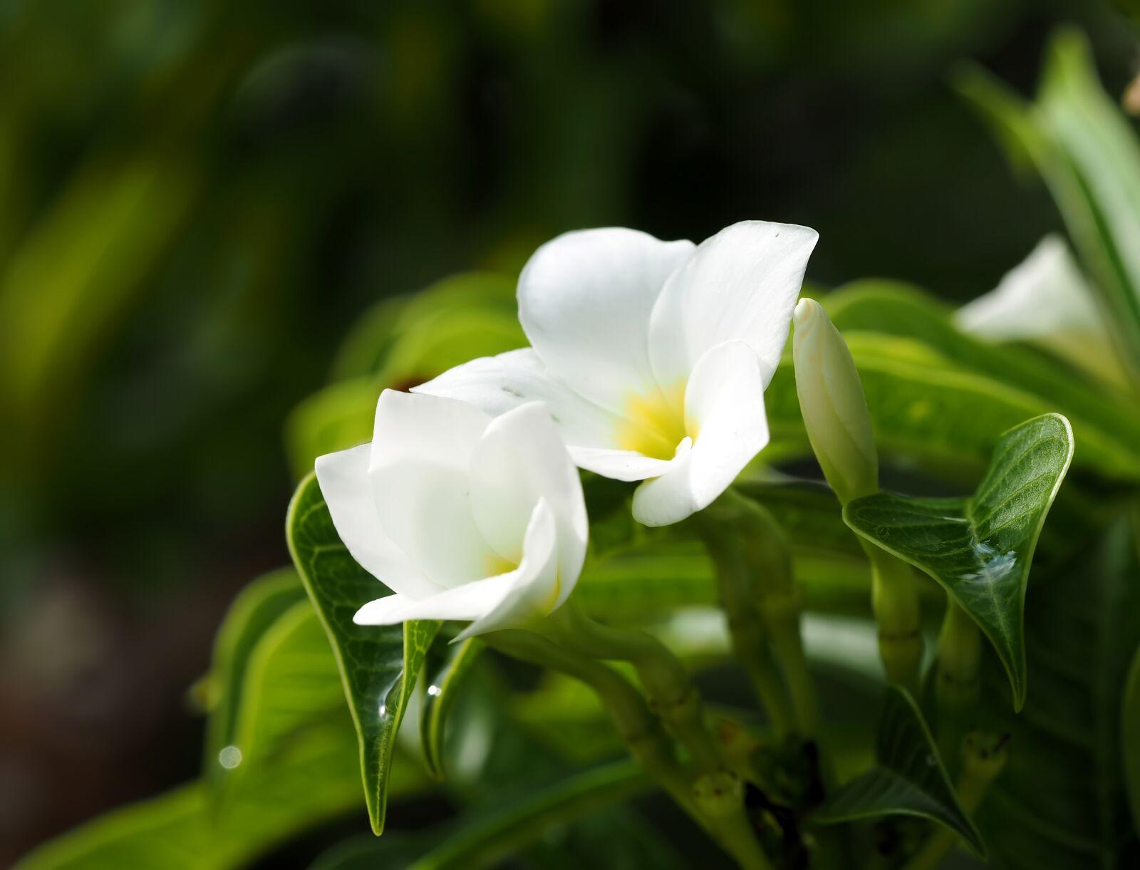 Olympus M.Zuiko Digital ED 60mm F2.8 Macro sample photo. White flower, outdoor, plant photography