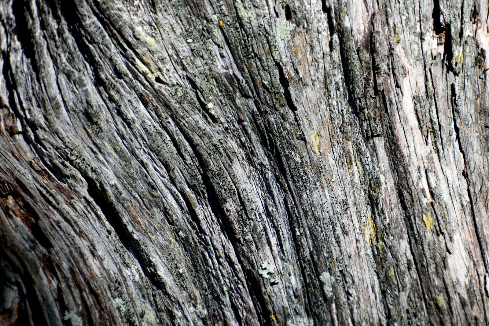Nikon D3300 sample photo. Tree bark, wood, nature photography