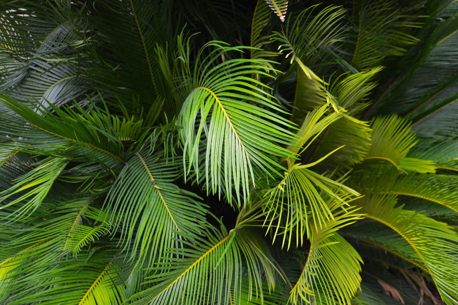 Nikon D5200 sample photo. Palm leaf, ferns, fronds photography