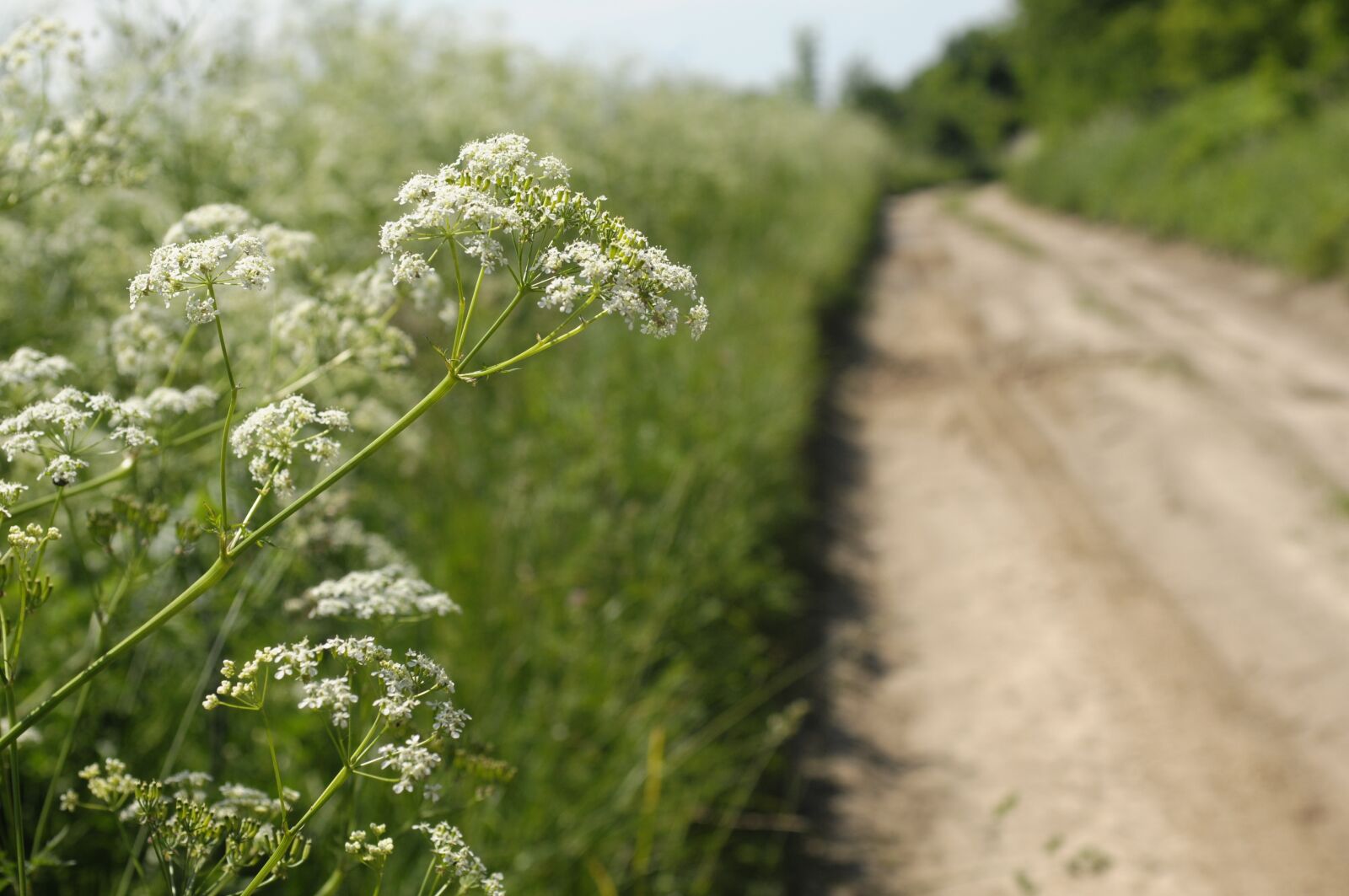 Nikon D300 sample photo. Lane, iłża, flower photography
