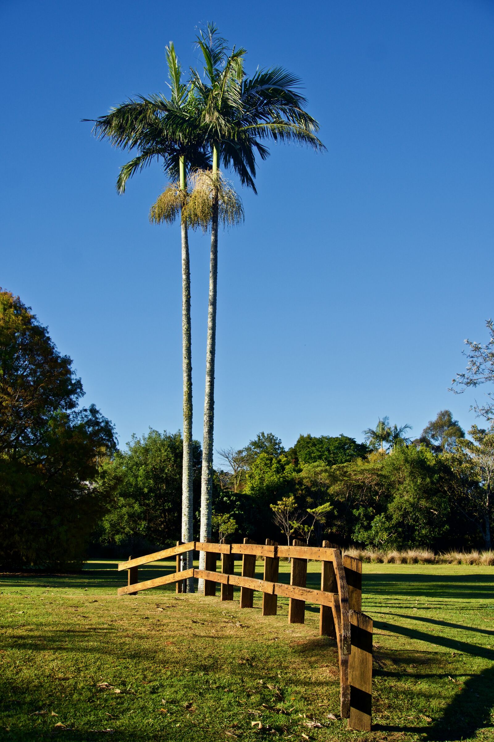 Sony E 18-135mm F3.5-5.6 OSS sample photo. Palms, fence, wooden photography