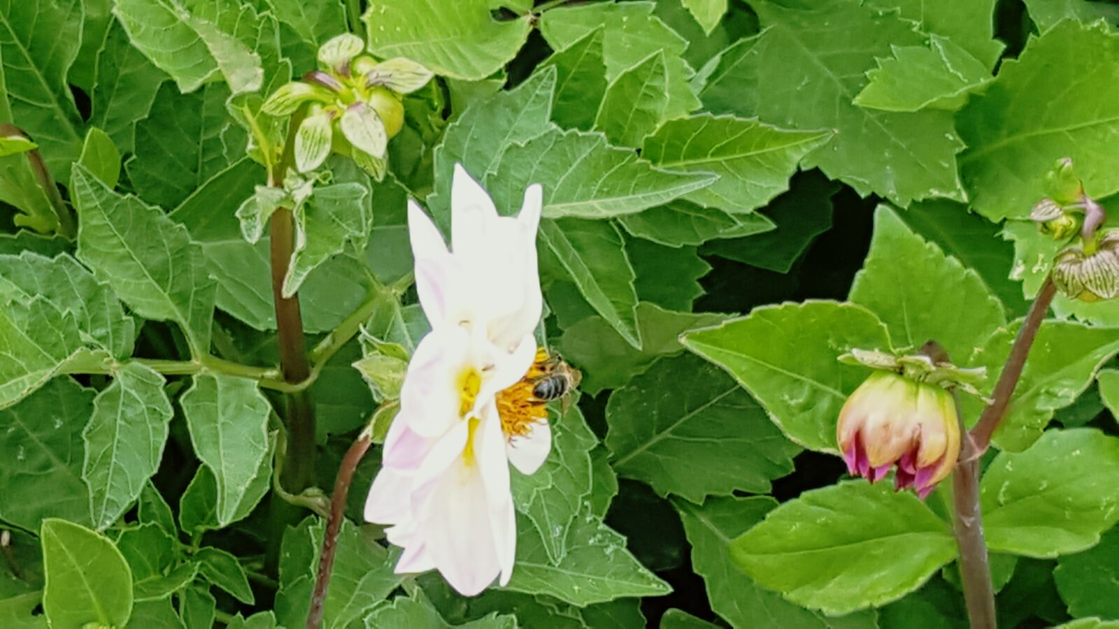 Samsung Galaxy Note5 sample photo. Bee, garde, garden, green photography