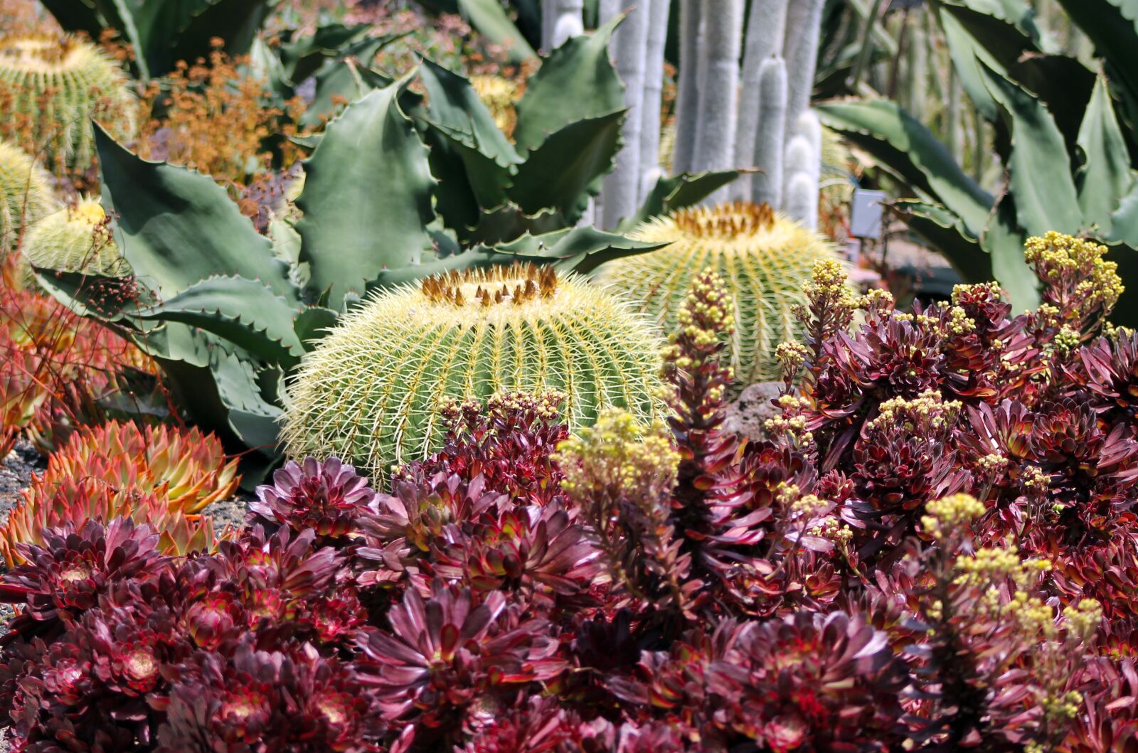 Canon EF 75-300mm f/4-5.6 sample photo. Cactus, nature, desert photography